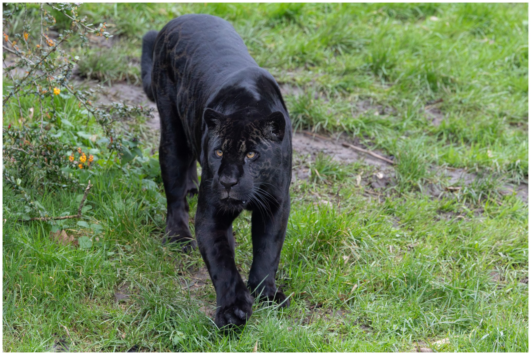 A black panther walking through a green grassy area with plants and small flowers.
