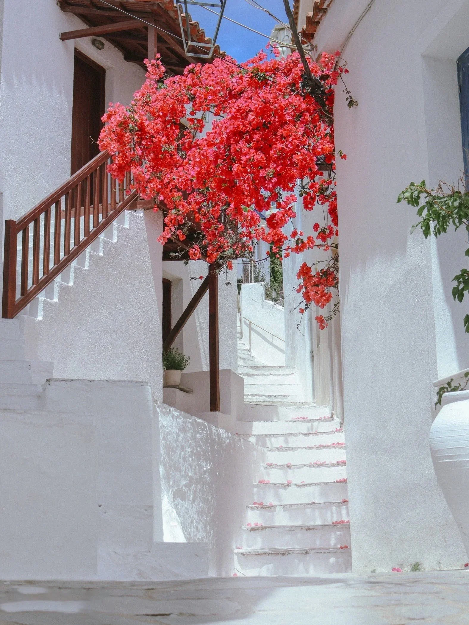 A white staircase with pink flower petals scattered on the steps, leading upwards alongside a white wall. Pink bougainvillea flowers extend over the staircase and contrast with the white buildings, with bright sunlight and a clear blue sky.