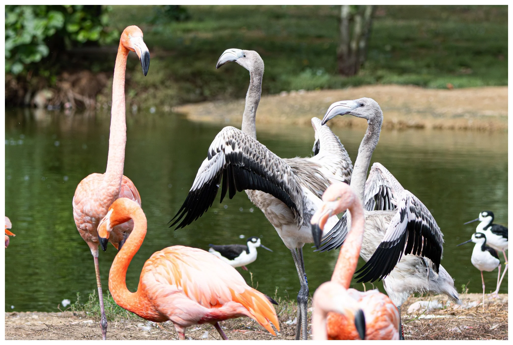 Group of flamingos and pelicans near a pond with green foliage in the background.