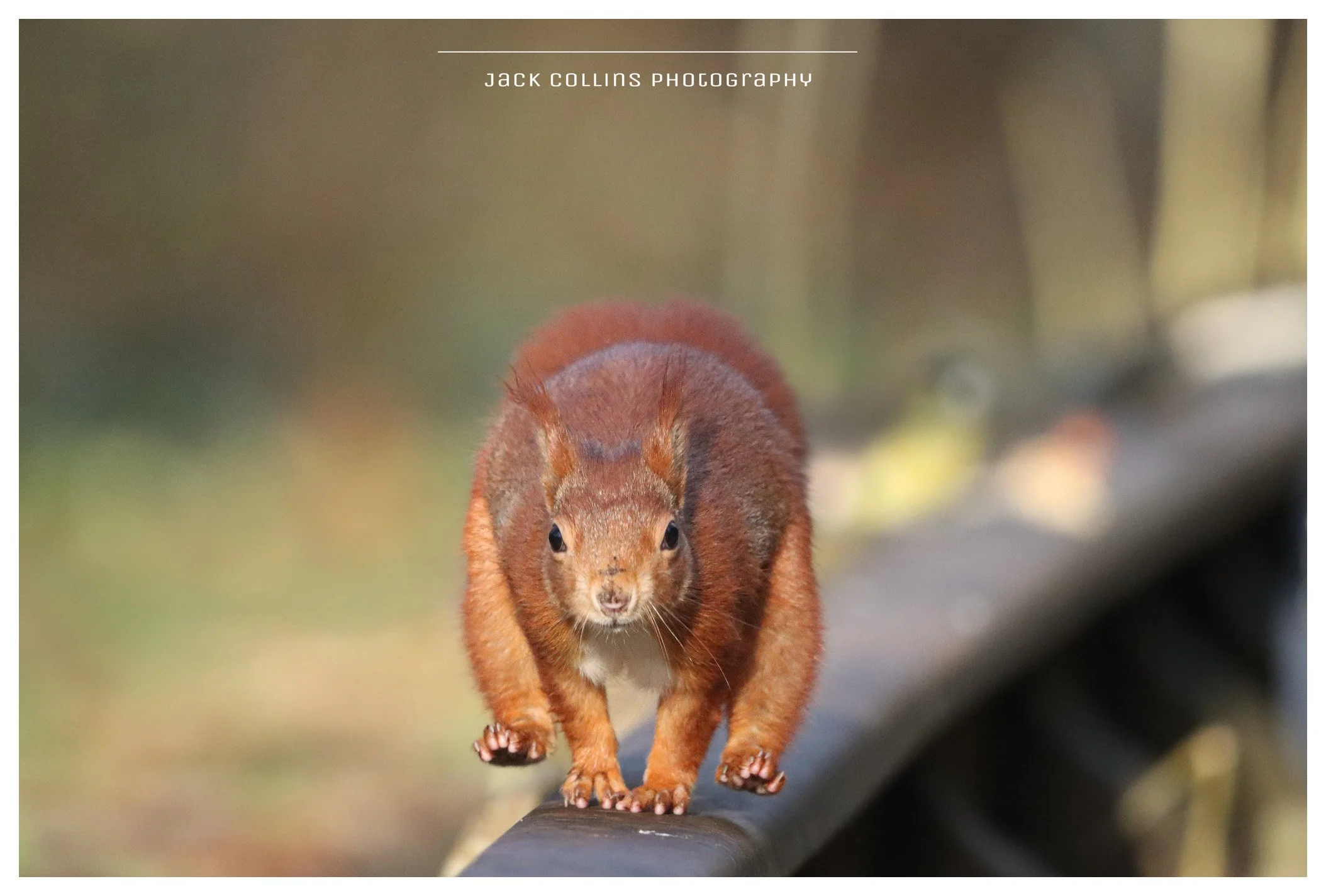 A red squirrel walking on a dark pipe or branch with a blurred background of trees and natural scenery.