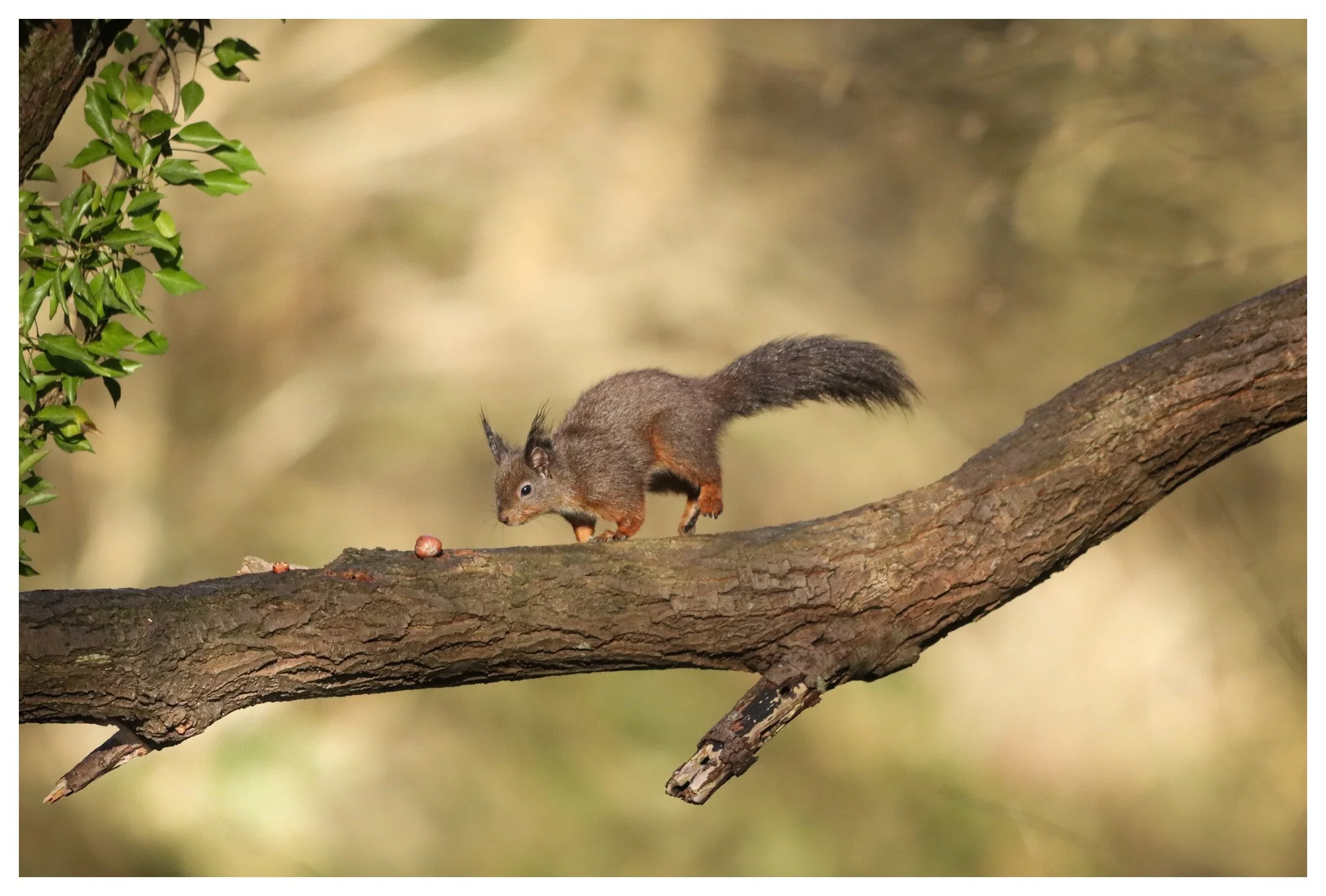 A squirrel on a tree branch with some nuts.