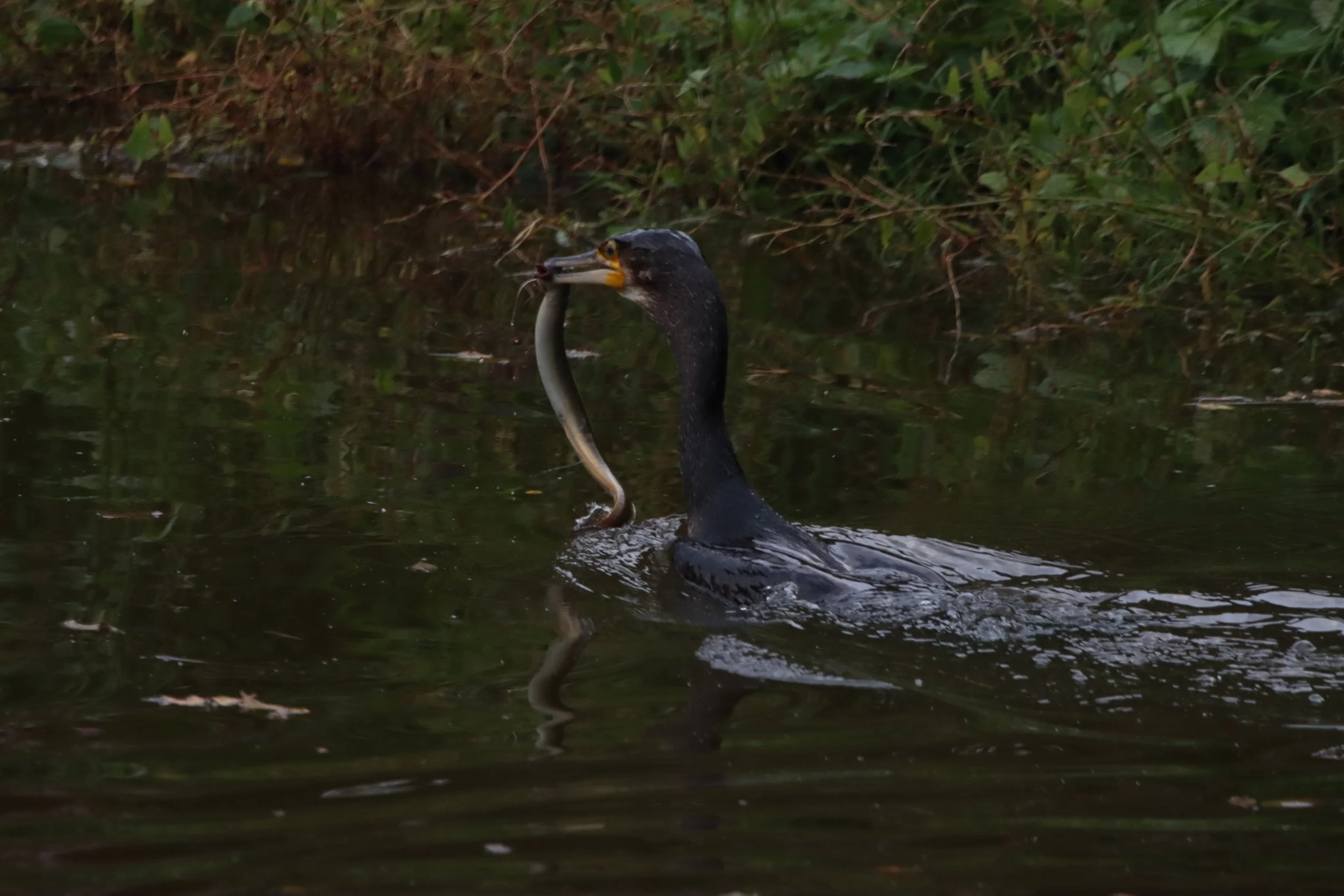 A black cormorant swimming in the water with a fish in its beak, near the shoreline surrounded by green vegetation.