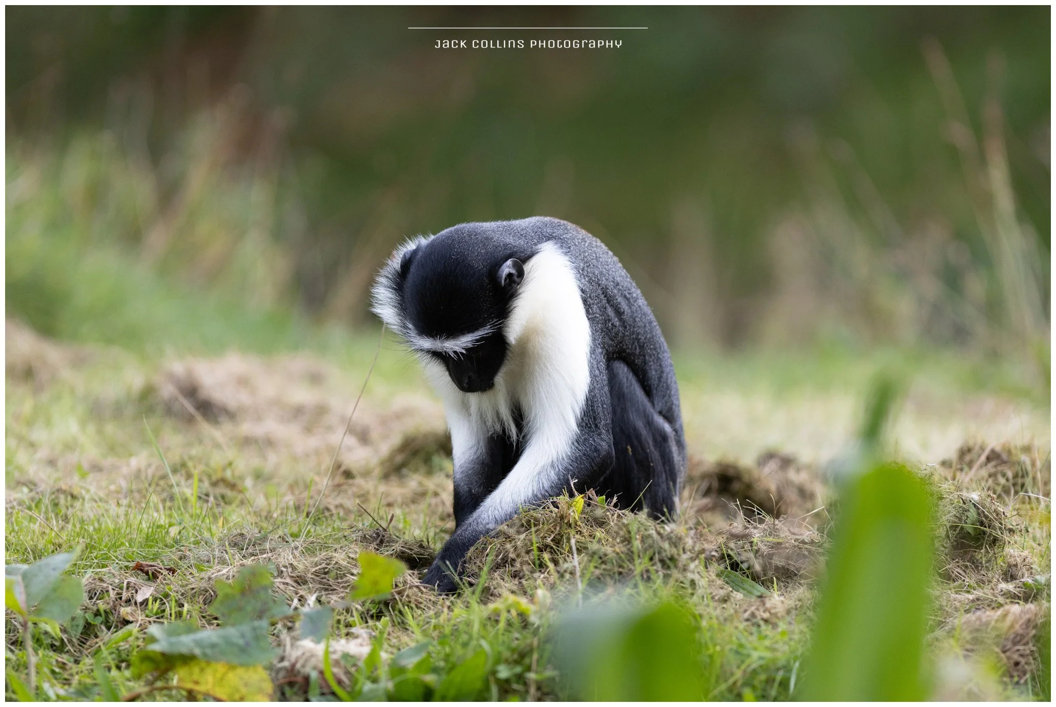 A black and white lemur sitting on the ground, looking downward and touching the grass, with a blurred green background.