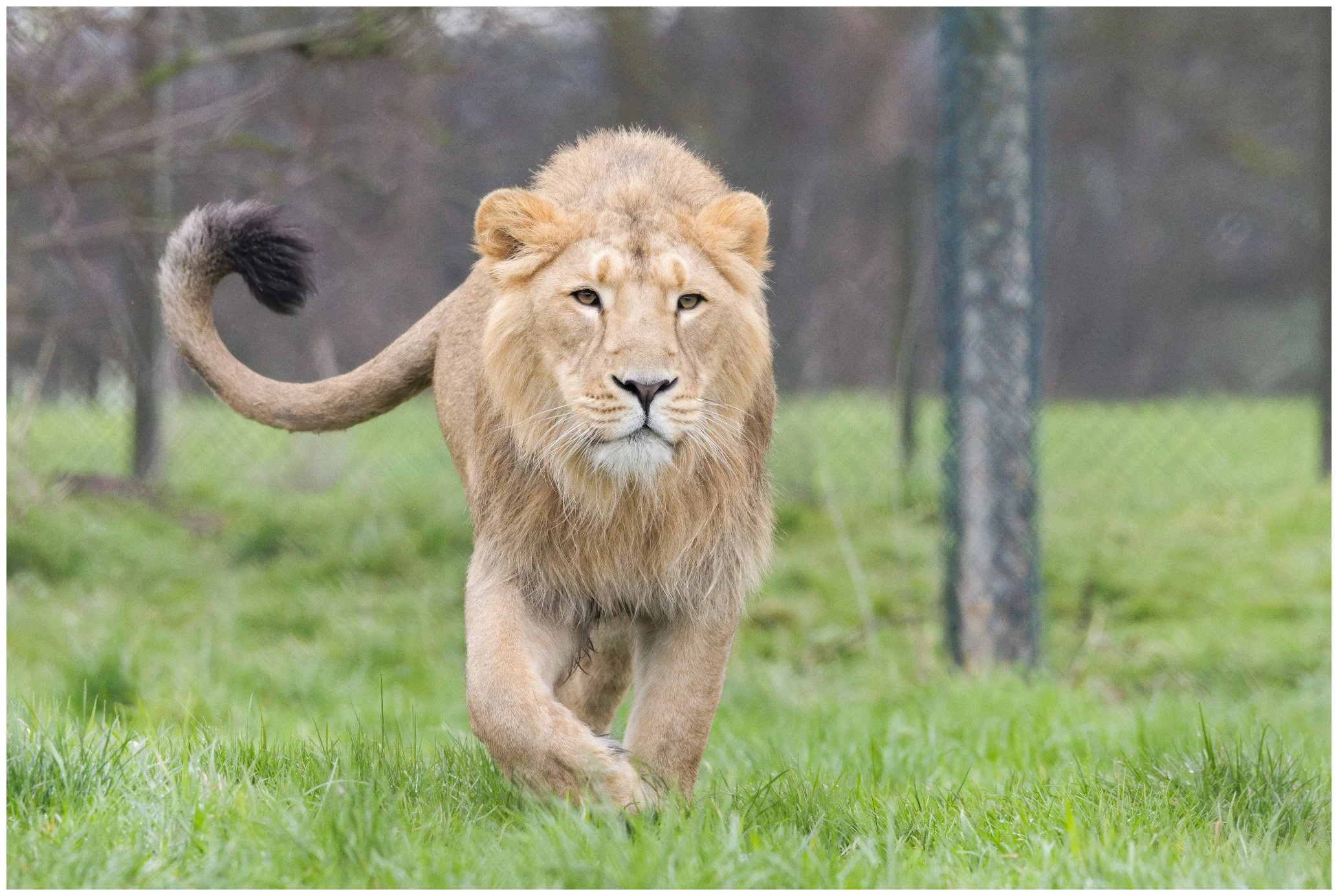 A young lion walking on green grass in a fenced outdoor area, with trees and blurred background.