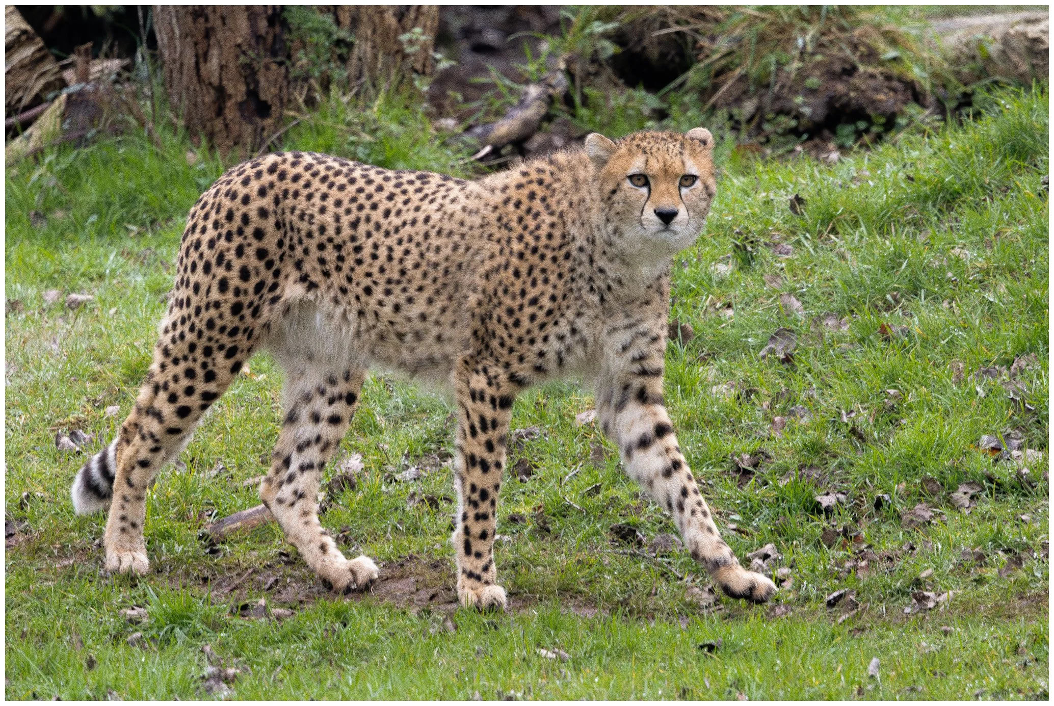 A cheetah walking on grassy terrain with a background of trees and foliage.