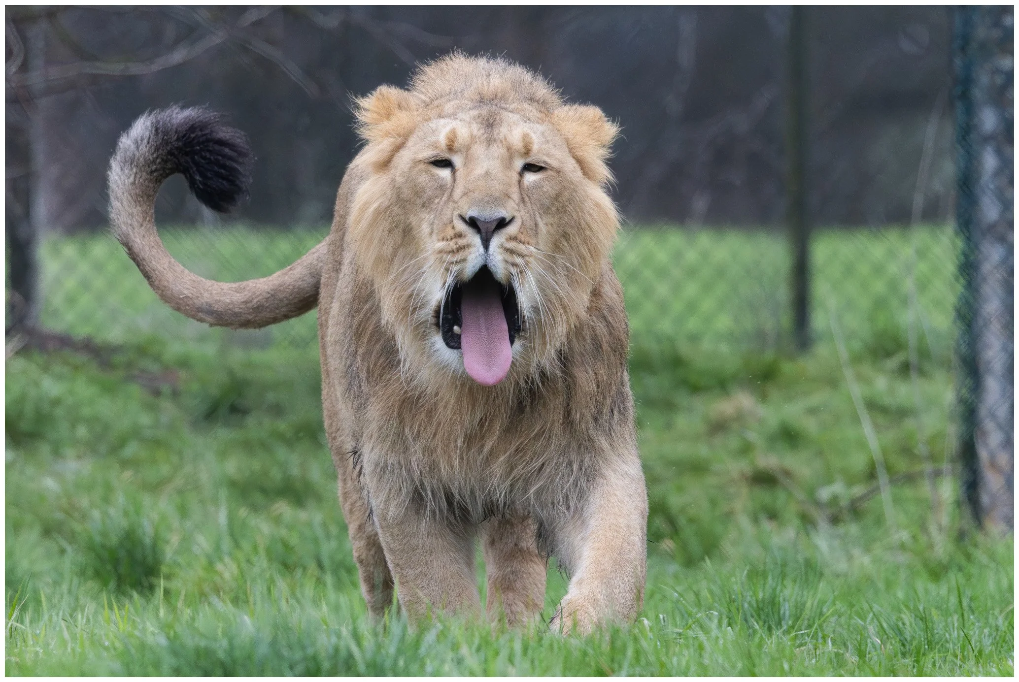 A lion walking on grass with its mouth open and tongue out.