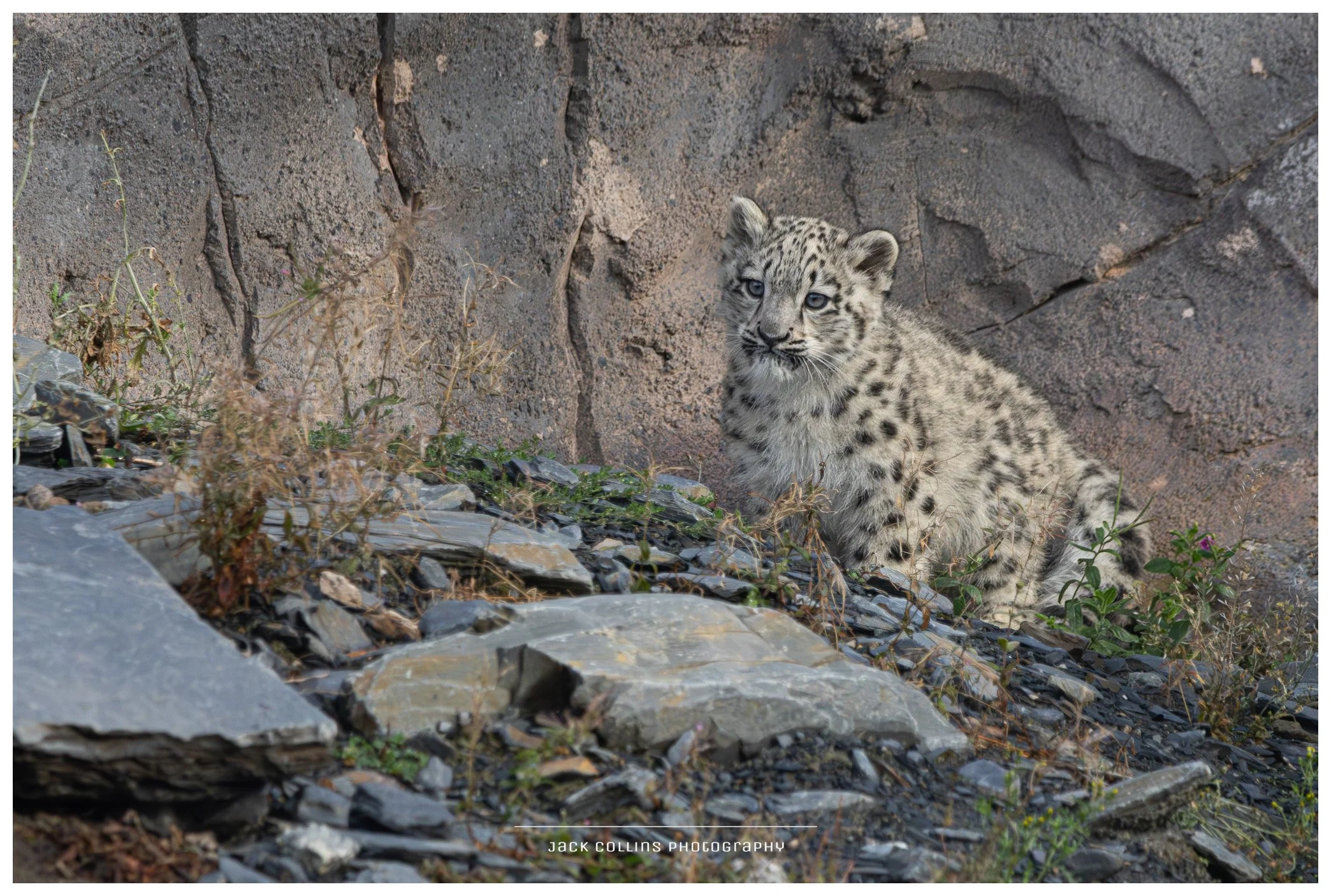 A young snow leopard sitting among rocks and sparse vegetation in front of a rocky background.