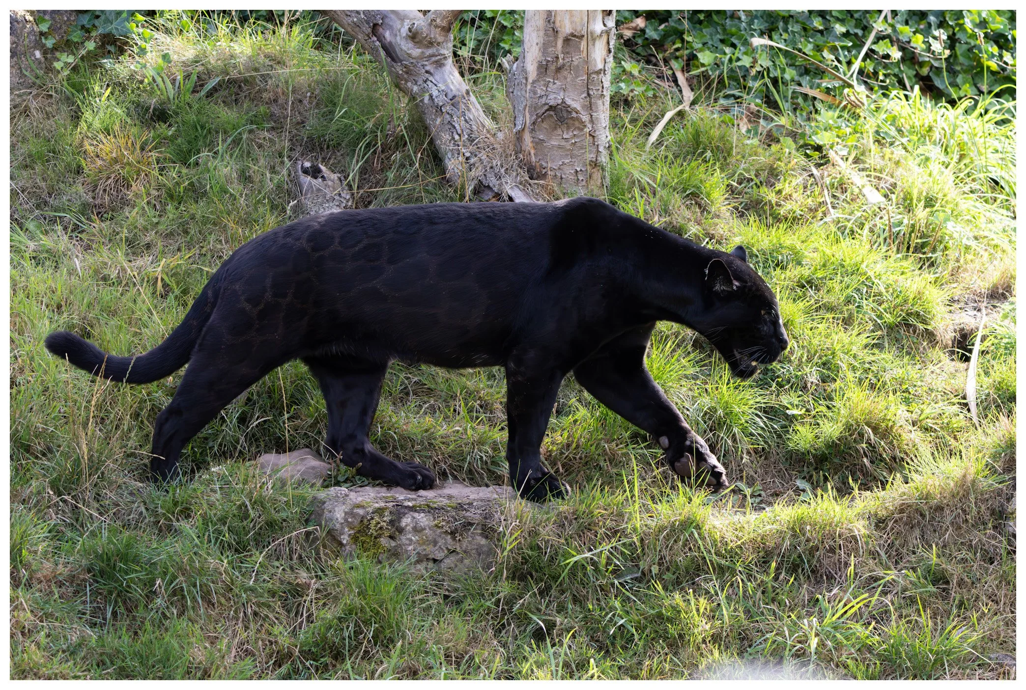 A black panther walking on a grassy area next to a tree.