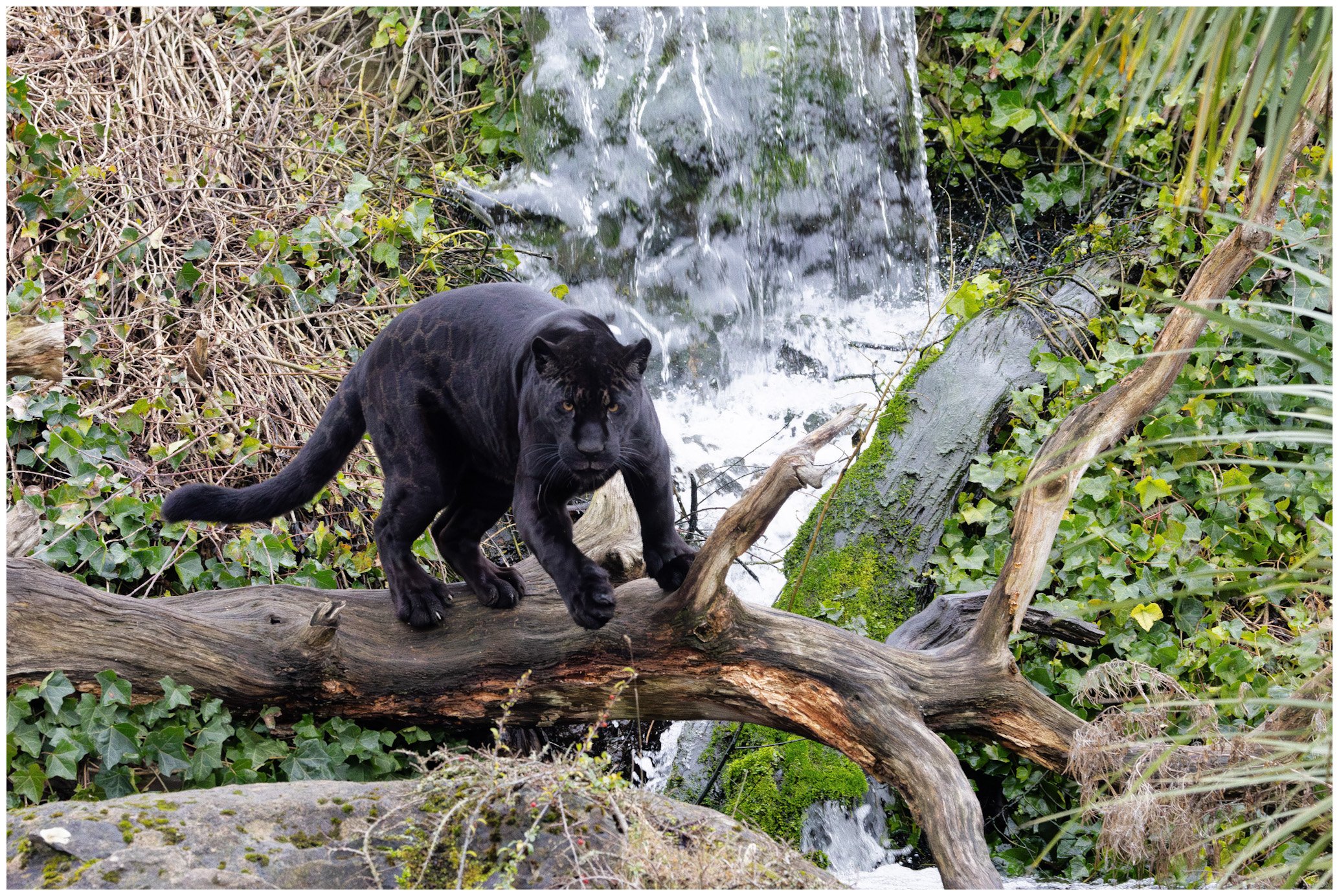 A black panther walking on a fallen tree branch near a small waterfall in a lush forest with green foliage and moss-covered trees.