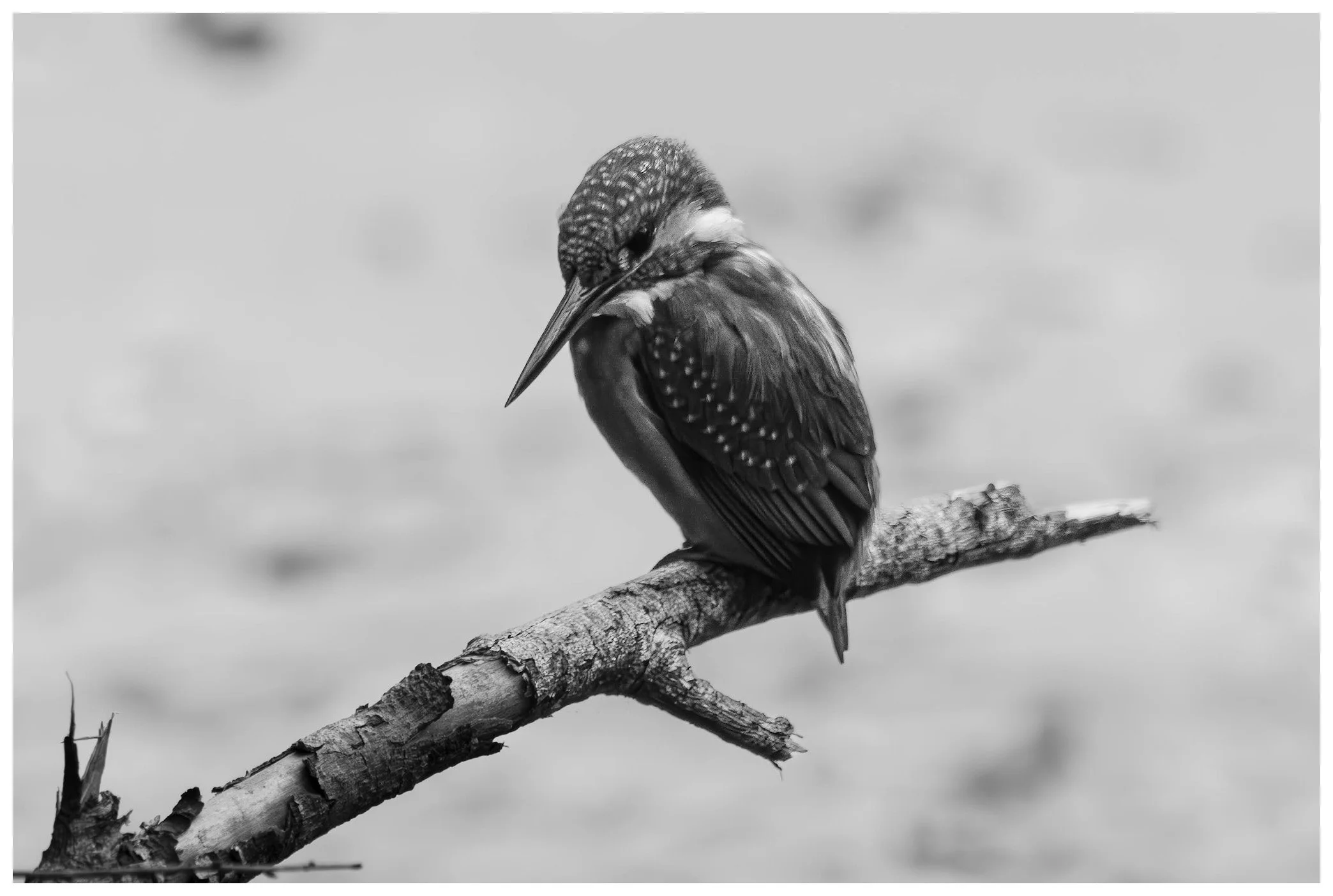 Black and white photo of a kingfisher bird perched on a branch, looking down.