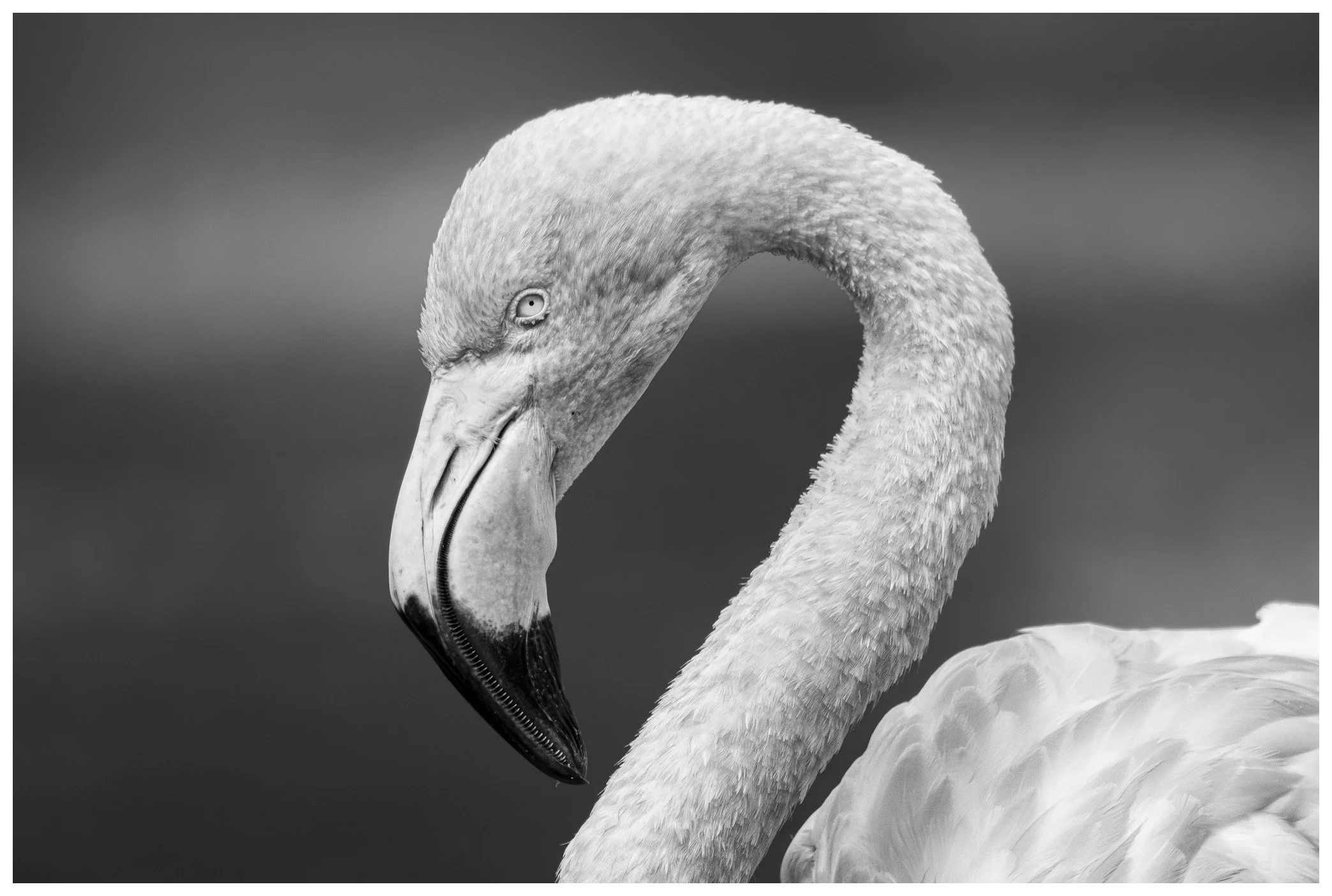 Black and white close-up photo of a flamingo with its head turned downward, showing its curved neck, beak, and part of its body against a blurred background.