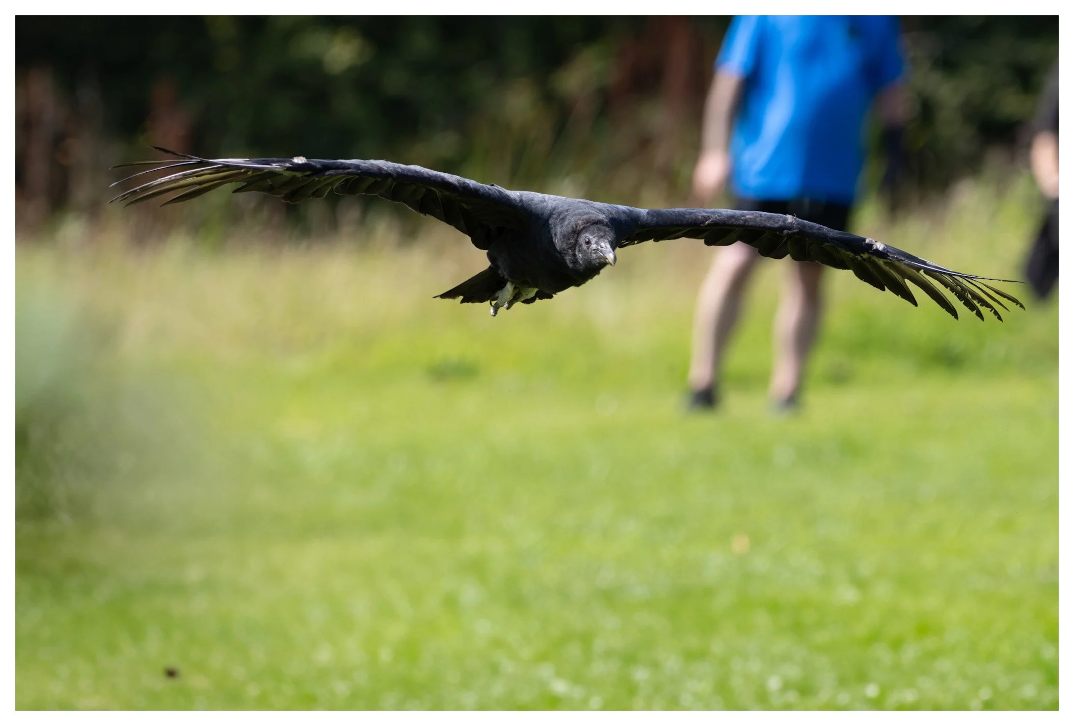 A black vulture flying low over a grassy field with two people in the background.