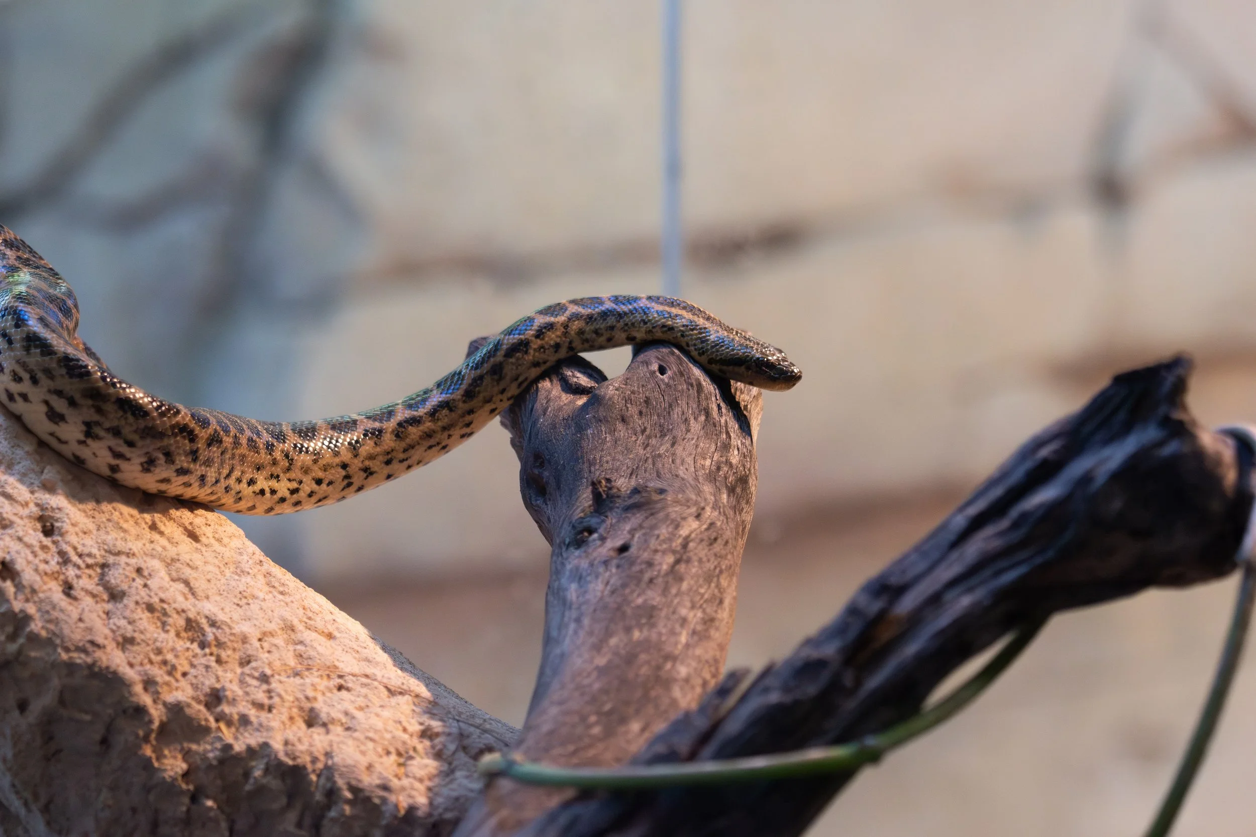 A snake on a wood log in a zoo or terrarium setting, with a blurred background.
