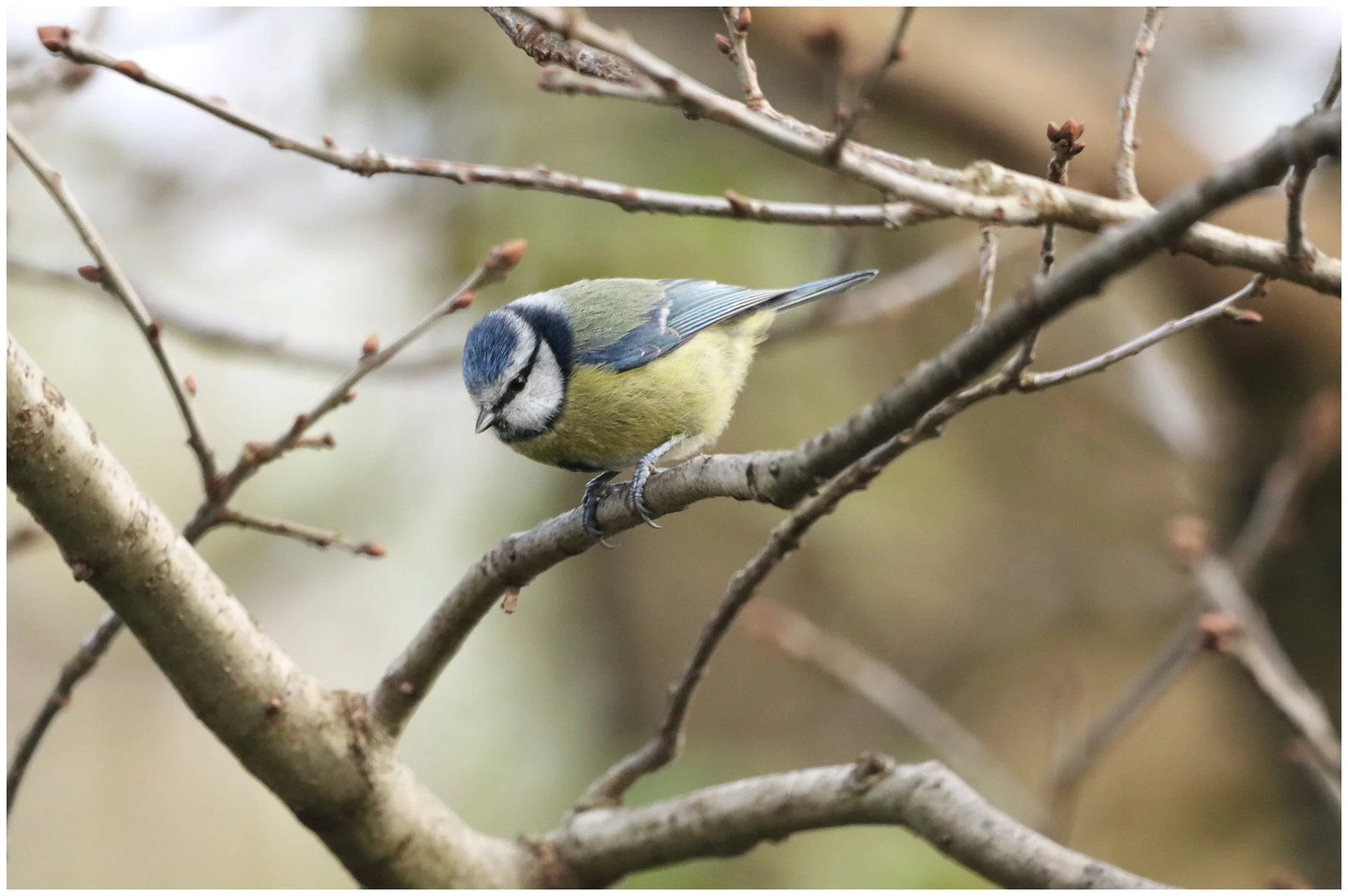 A small blue and yellow bird perched on a branch among bare, thin branches.