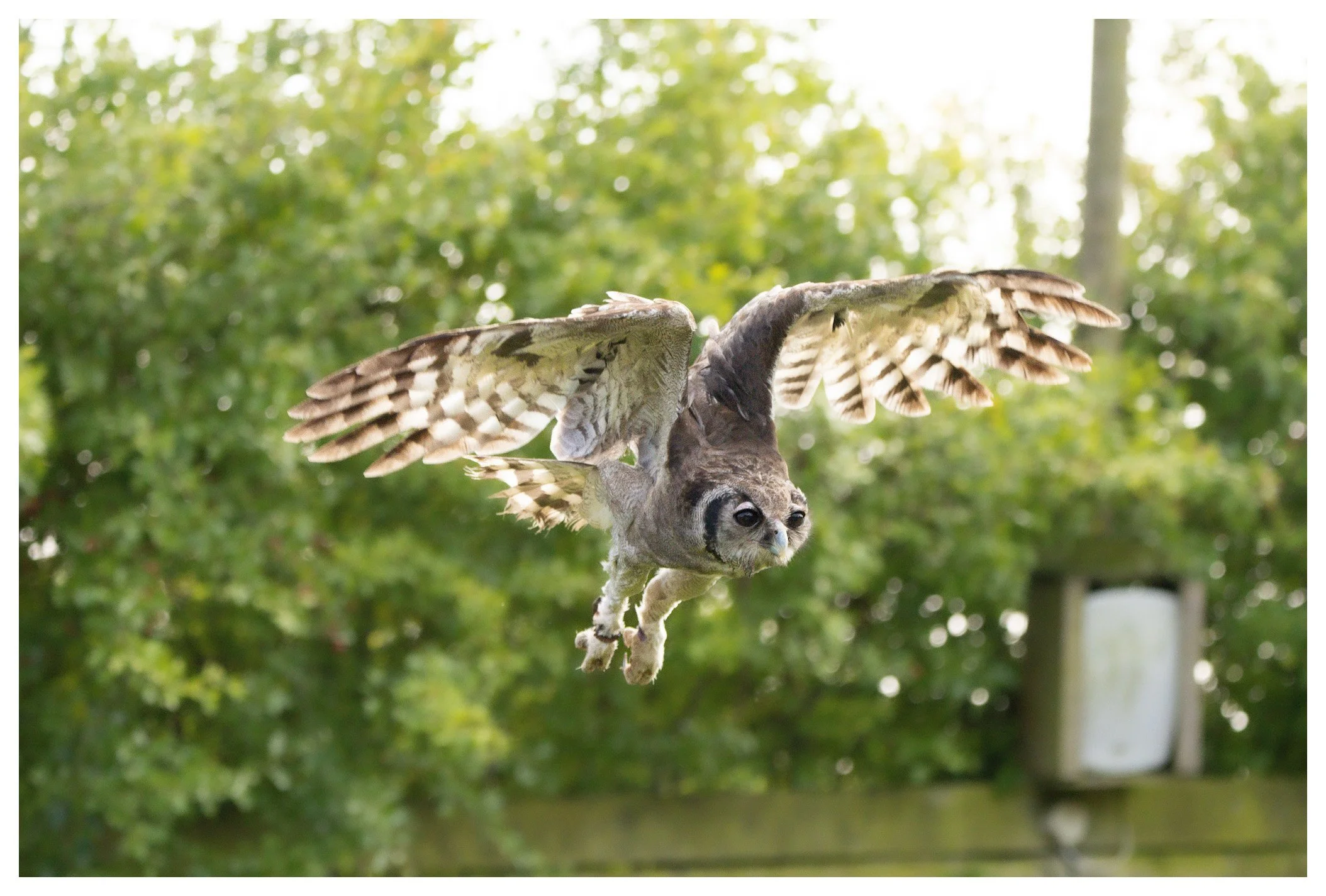 An owl with the body of a flying owl and the face of a human, with wings spread wide, in a forest setting.