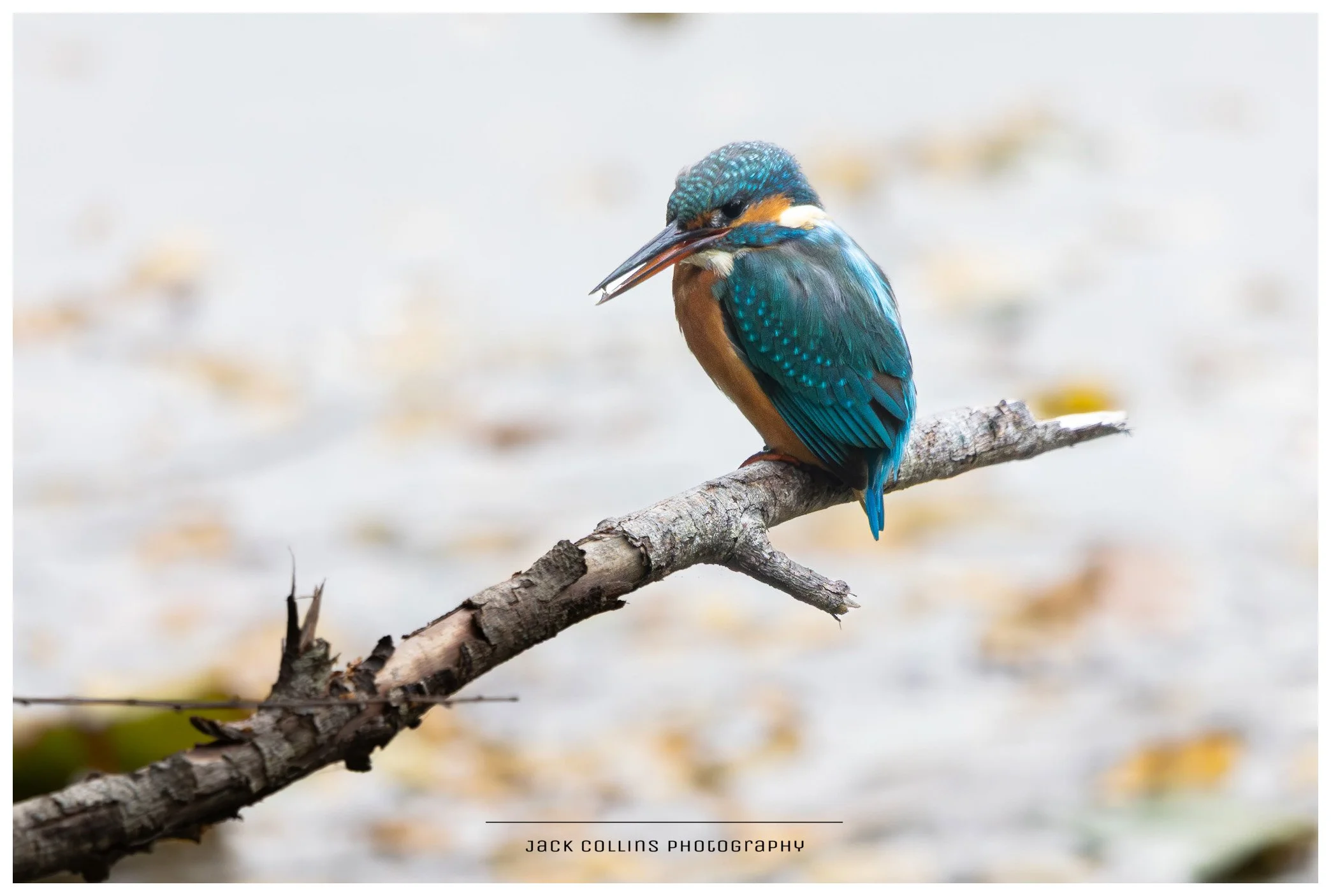 A colorful kingfisher bird perched on a branch near water, with its beak slightly open.