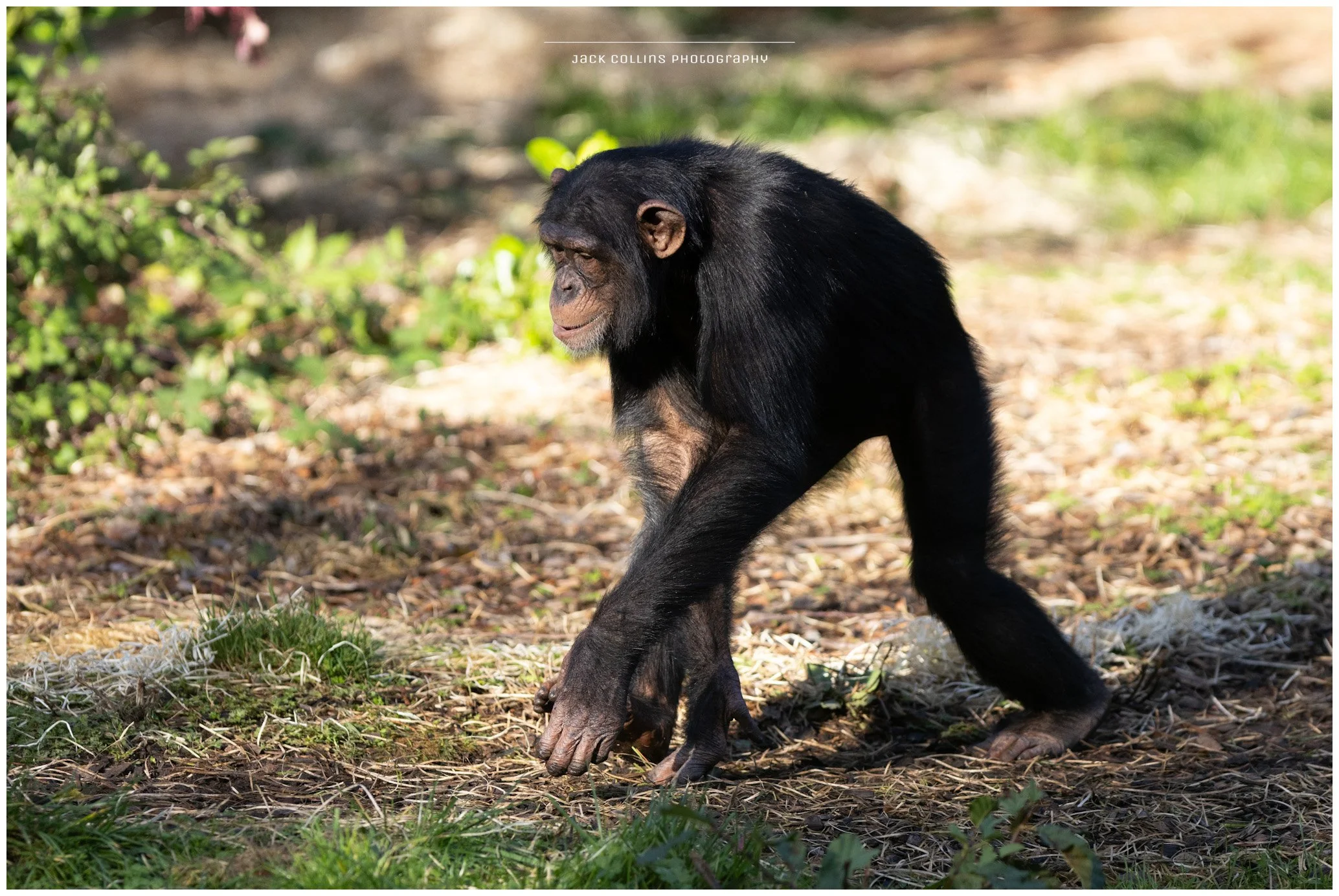 A young chimpanzee walking on a forest floor with sunlight filtering through trees.