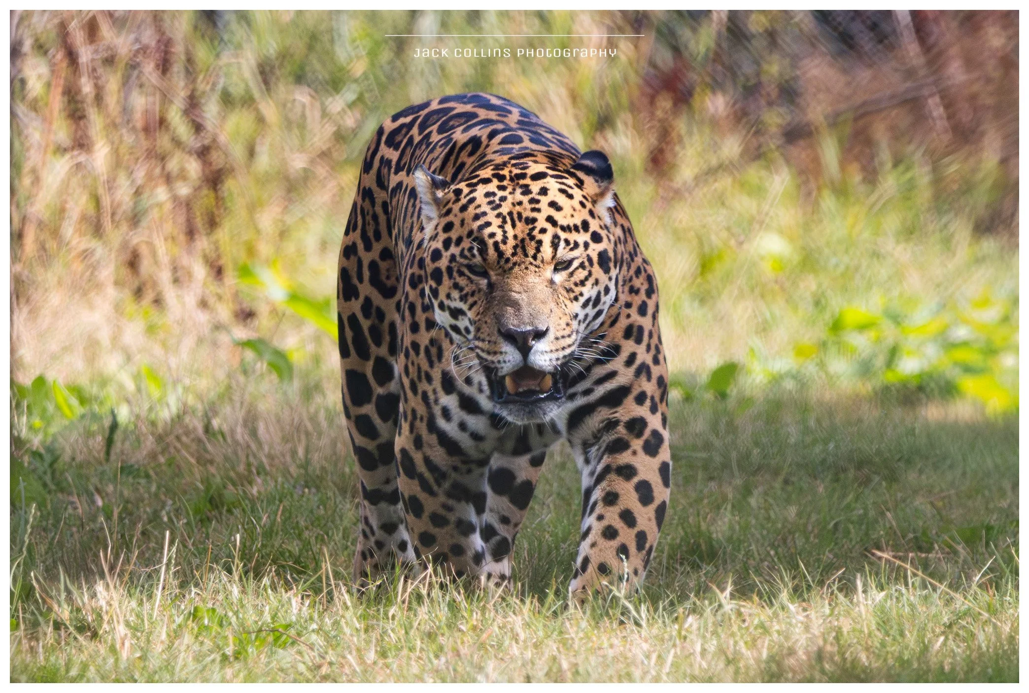 A jaguar walking through a grassy area with dense foliage in the background.