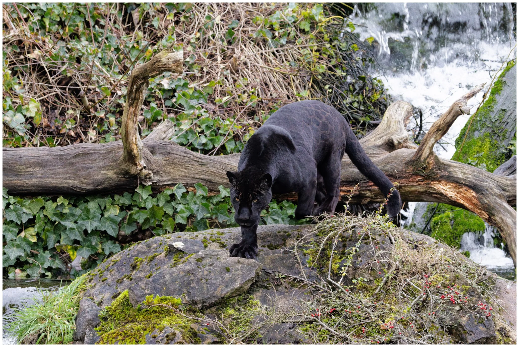 A black panther walking across rocks and moss in a forest setting, with dried logs, green ivy, and a flowing stream in the background.