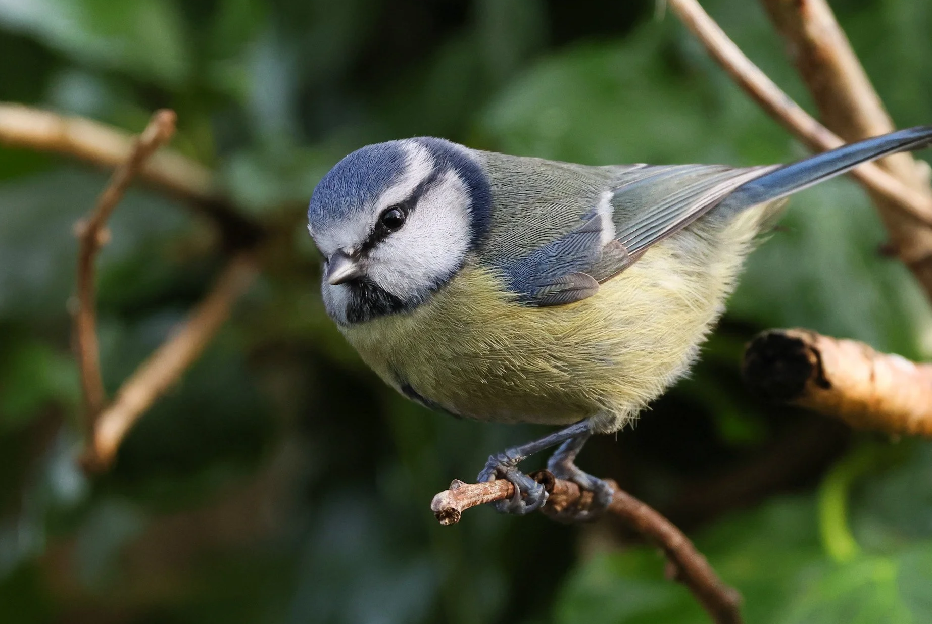 A close-up of a blue and yellow bird perched on a branch with green foliage background.