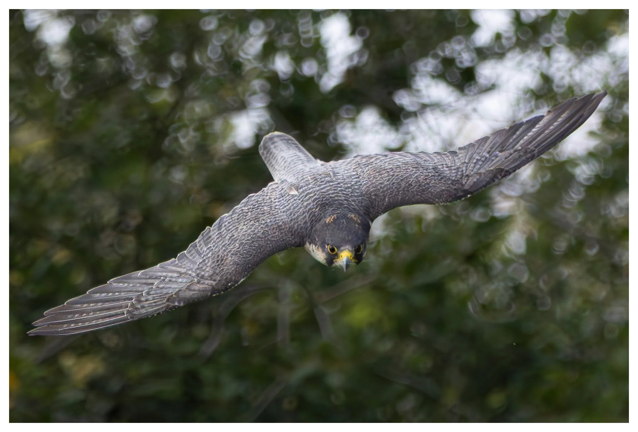 A bird of prey, with dark gray and black feathers, flying low over green blurred foliage.