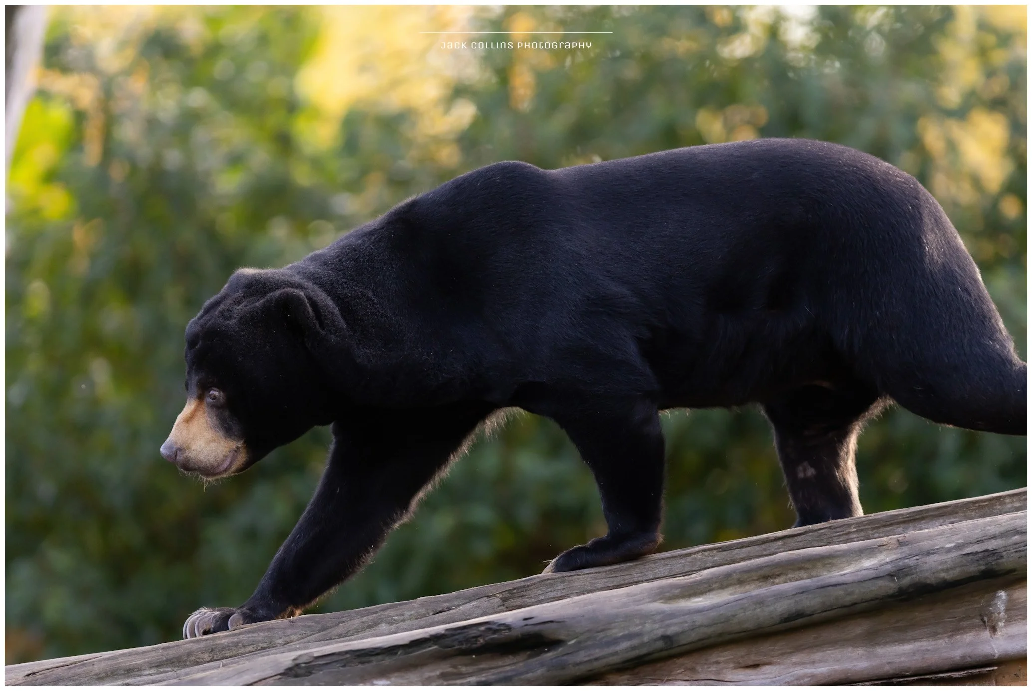 A black bear walking on a log outdoors with a blurred green forest background.