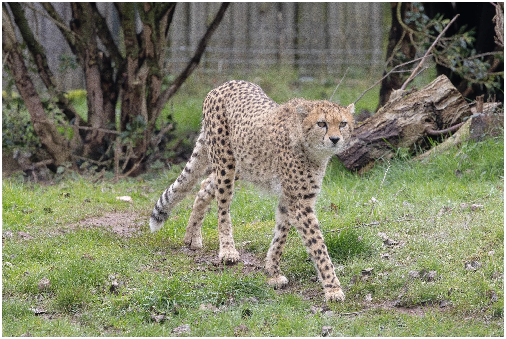 A cheetah walking on grass in a fenced enclosure with trees and logs in the background.