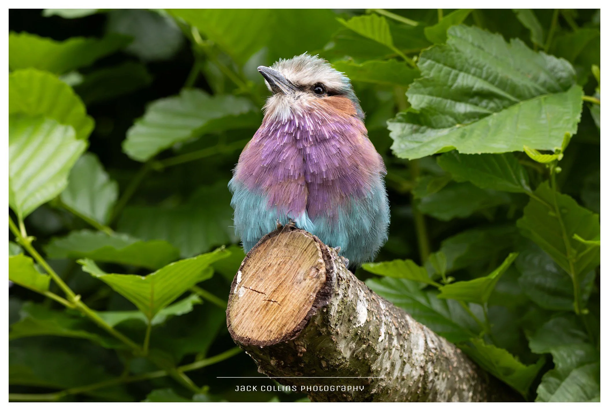 A colorful bird with pastel purple, pink, and blue feathers perched on a tree branch surrounded by green leaves.
