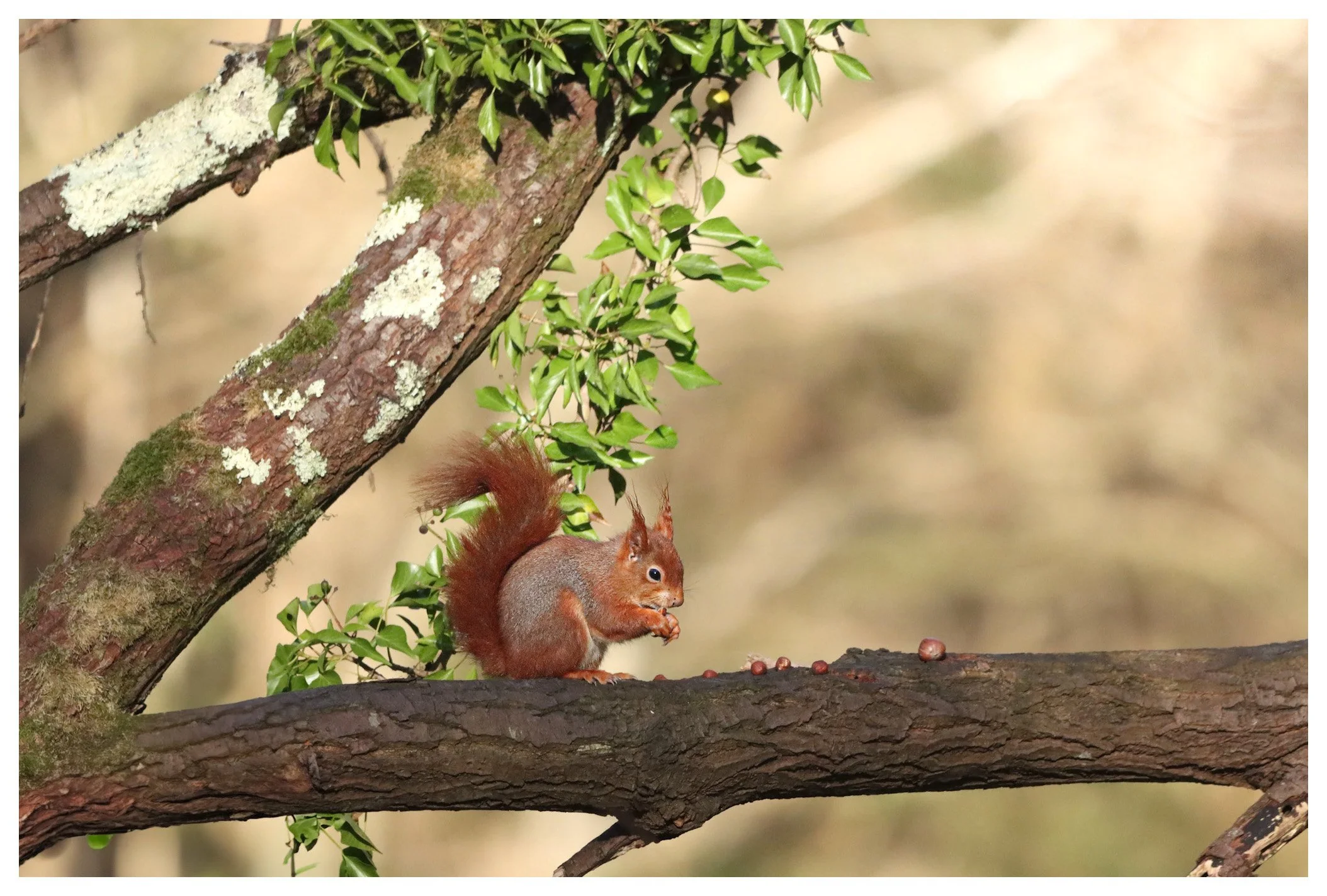 A red squirrel with a bushy tail sitting on a tree branch, holding a nut. The tree branch has green leaves and patches of moss and lichen, with a blurred background of natural outdoor scenery.