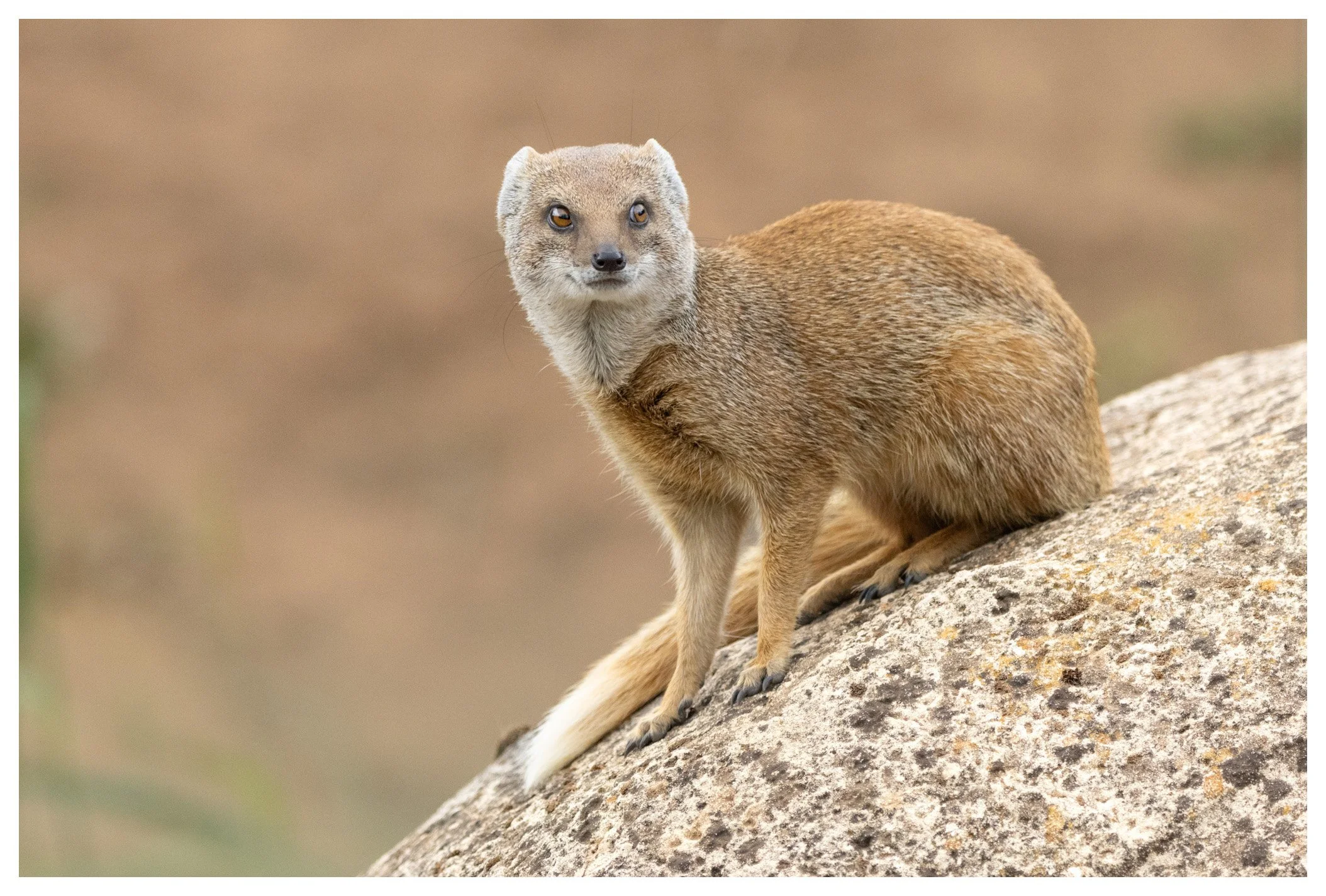 A small, tan-colored animal with a slender body and pointed face, sitting on a large rock with a blurred natural background.