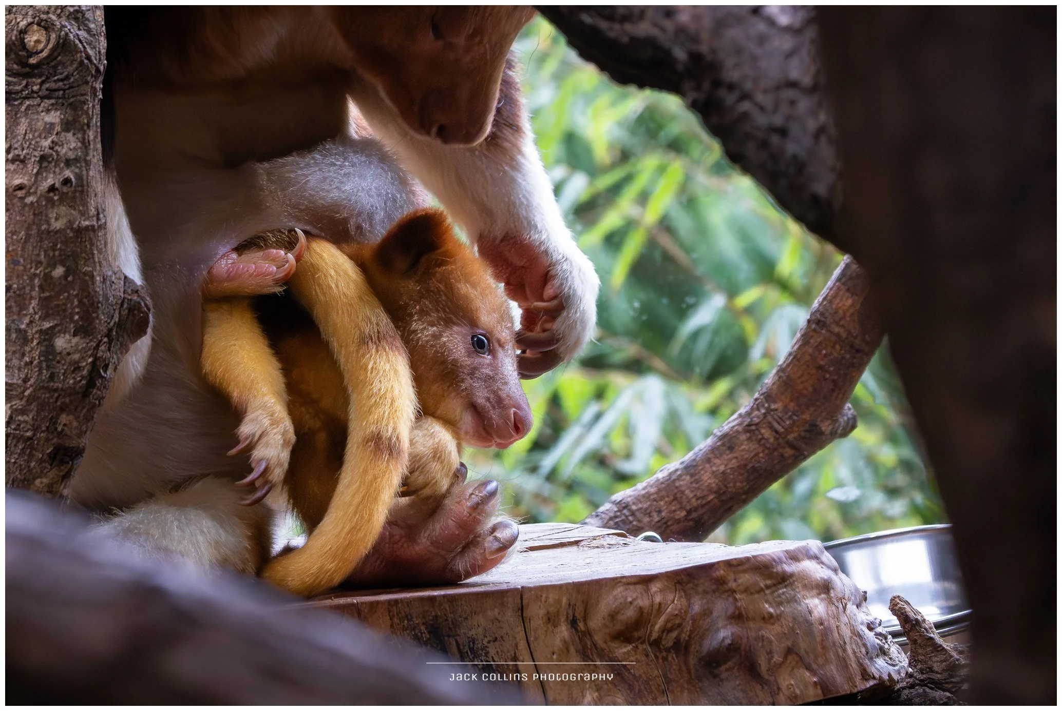A baby monkey nursing from its mother in a tree, with lush green foliage in the background.