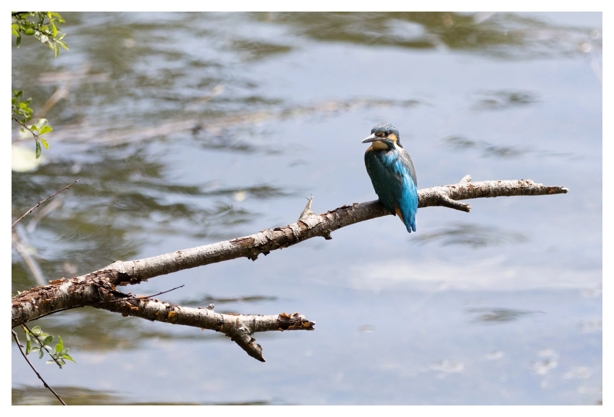 A kingfisher bird with blue and orange feathers perched on a horizontal tree branch over a body of water.