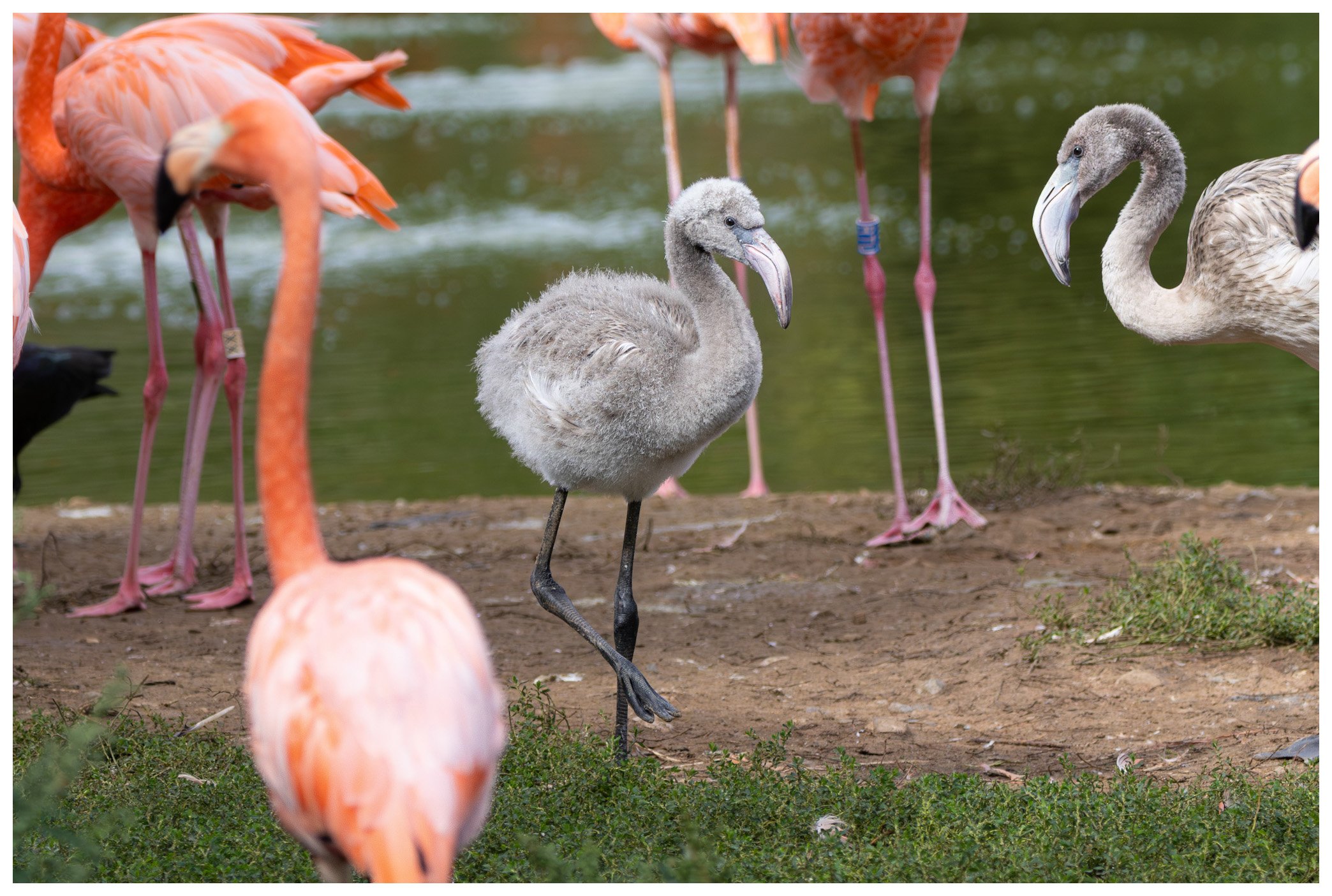 A group of flamingos, including a young, gray flamingo chick, standing by a body of water on a dirt and grassy ground.