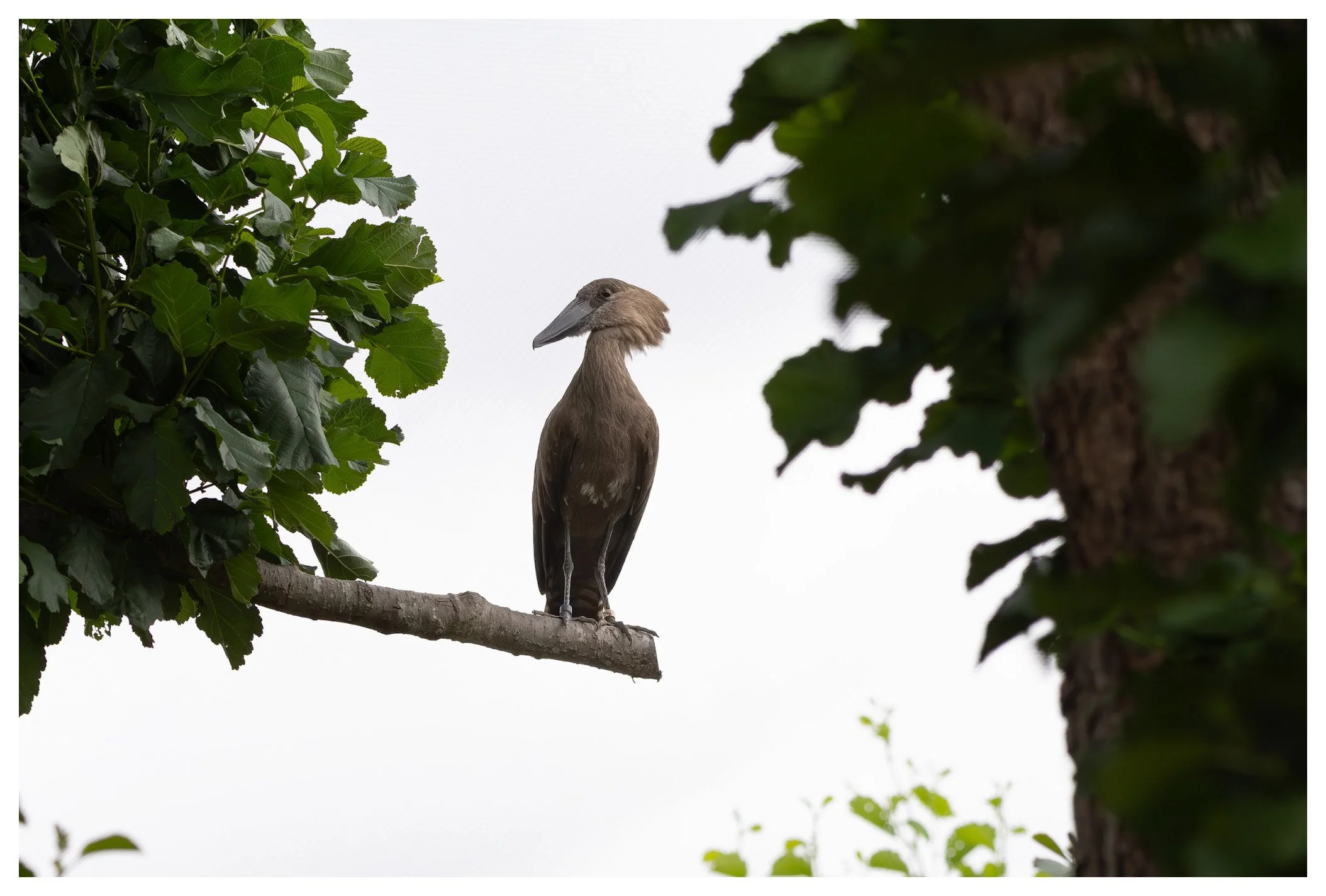 A bird perched on a tree branch surrounded by green leaves, with a cloudy sky in the background.