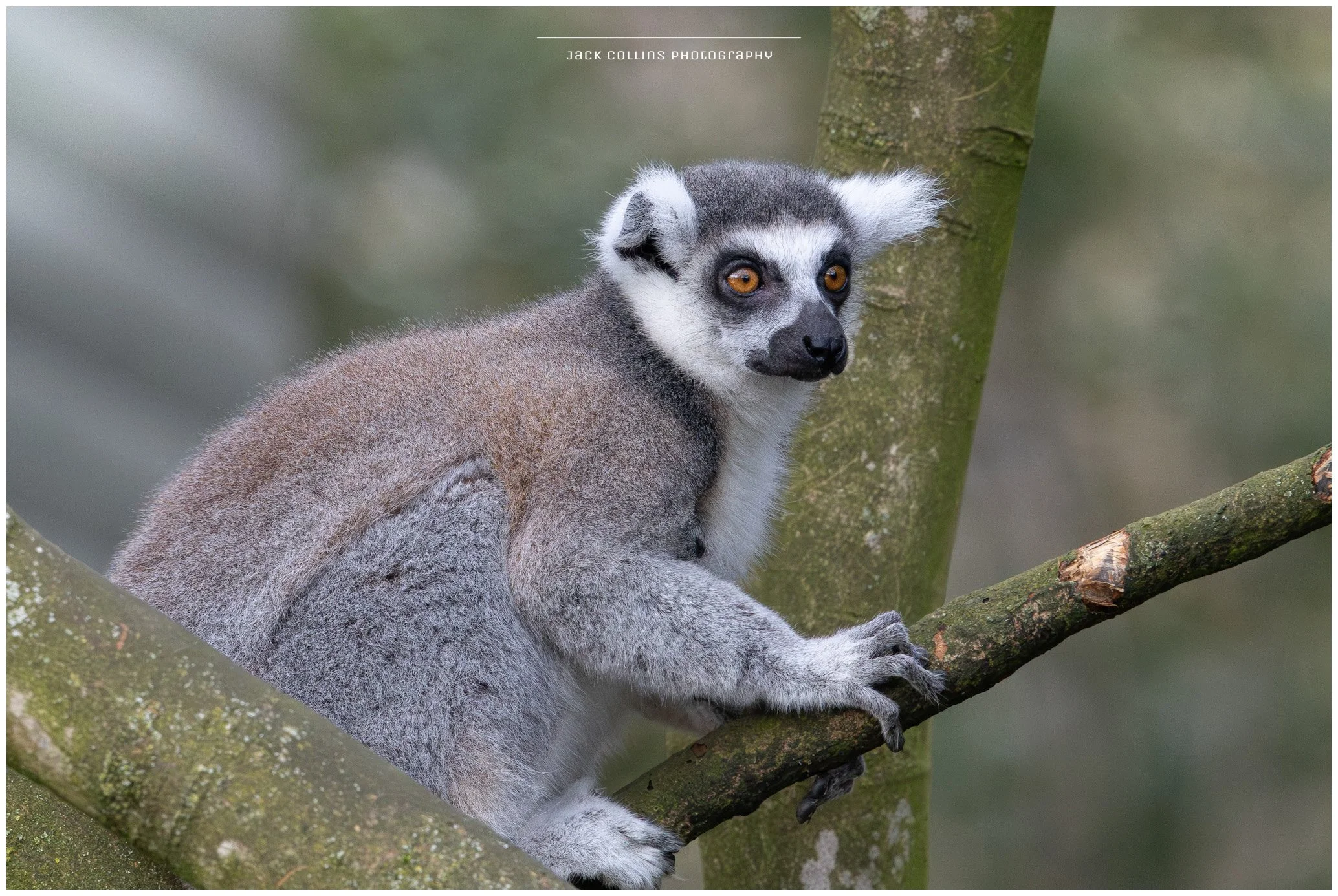 A black and white lemur sitting on a tree branch, looking to the side, with a blurred green forest background.