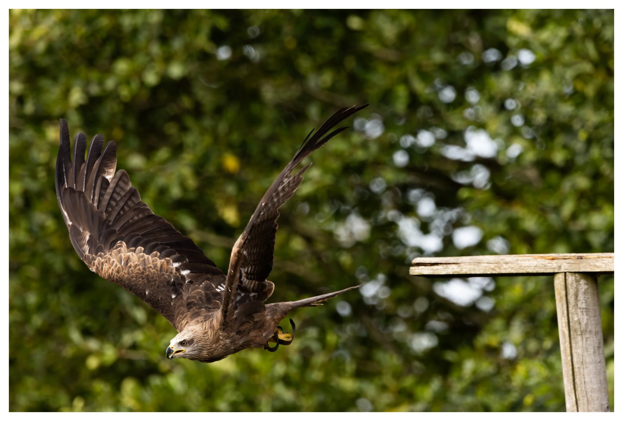 A bird of prey, likely a hawk, is captured in mid-flight near a wooden perch with a background of green trees and foliage.