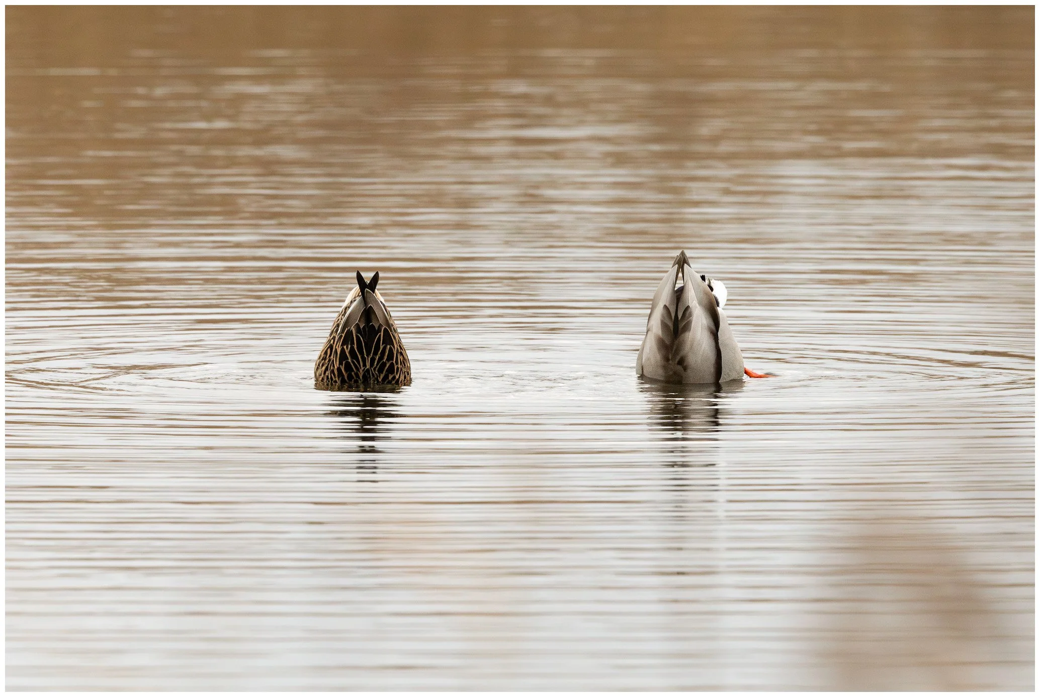 Two ducks floating upside down in water, with only their tails and heads visible, creating a mirror reflection in the water.