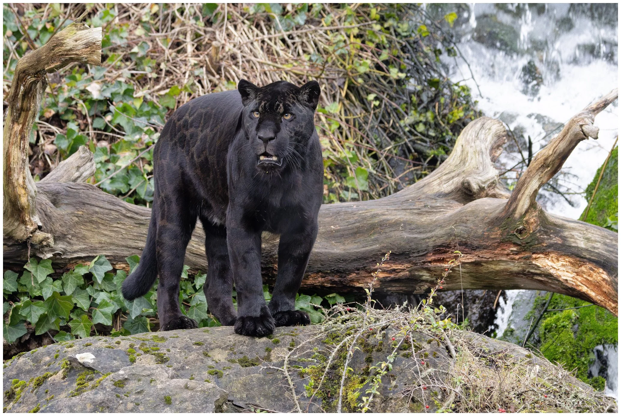 A black panther, a large feline with dark fur, standing on a moss-covered rock in a forested area with a fallen tree and a waterfall in the background.