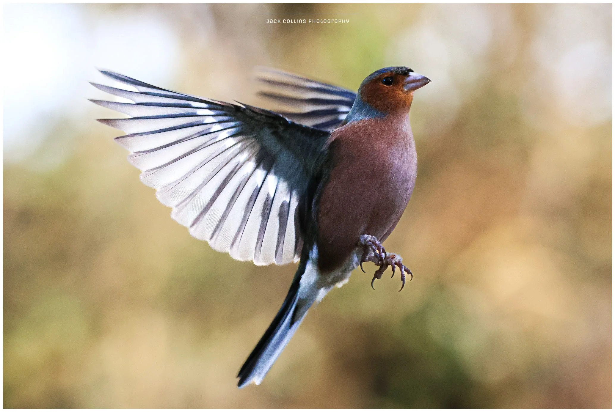 A bird in mid-flight with wings spread, showing brown and blue feathers, against a blurred background.