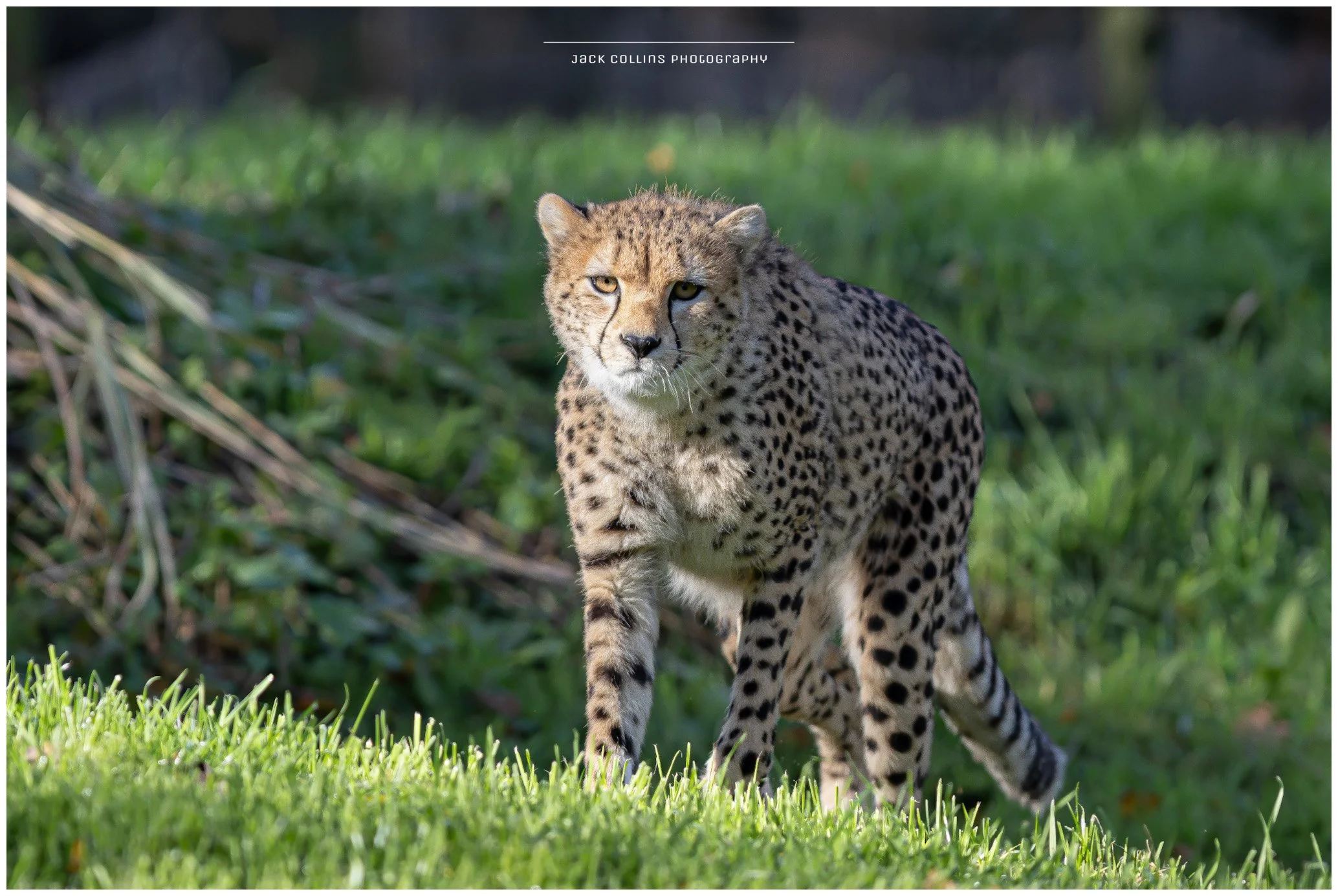 A cheetah walking on grass with a background of greenery and shrubs.