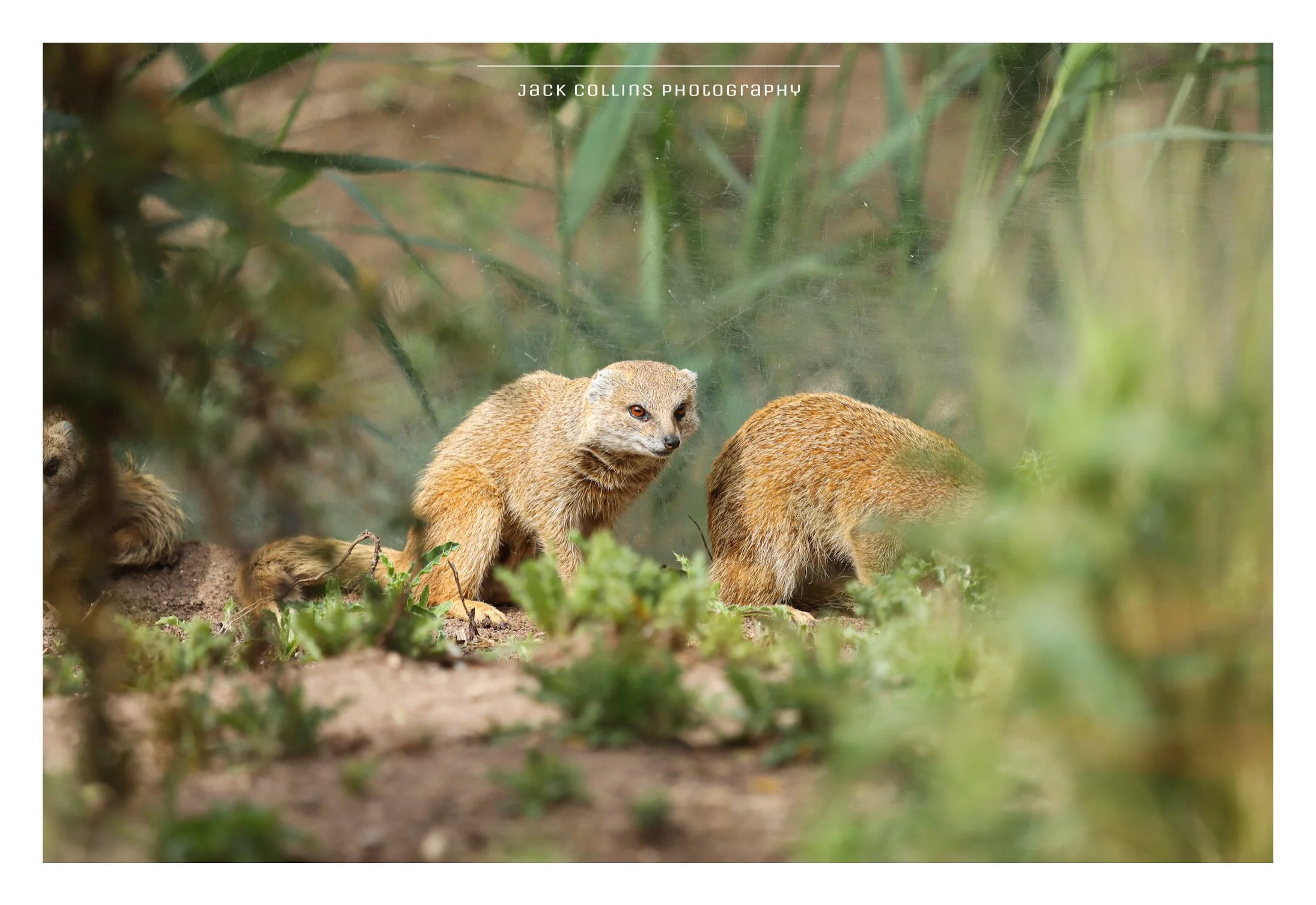 Group of three meerkats on the ground amid green vegetation, with one meerkat looking directly at the camera.