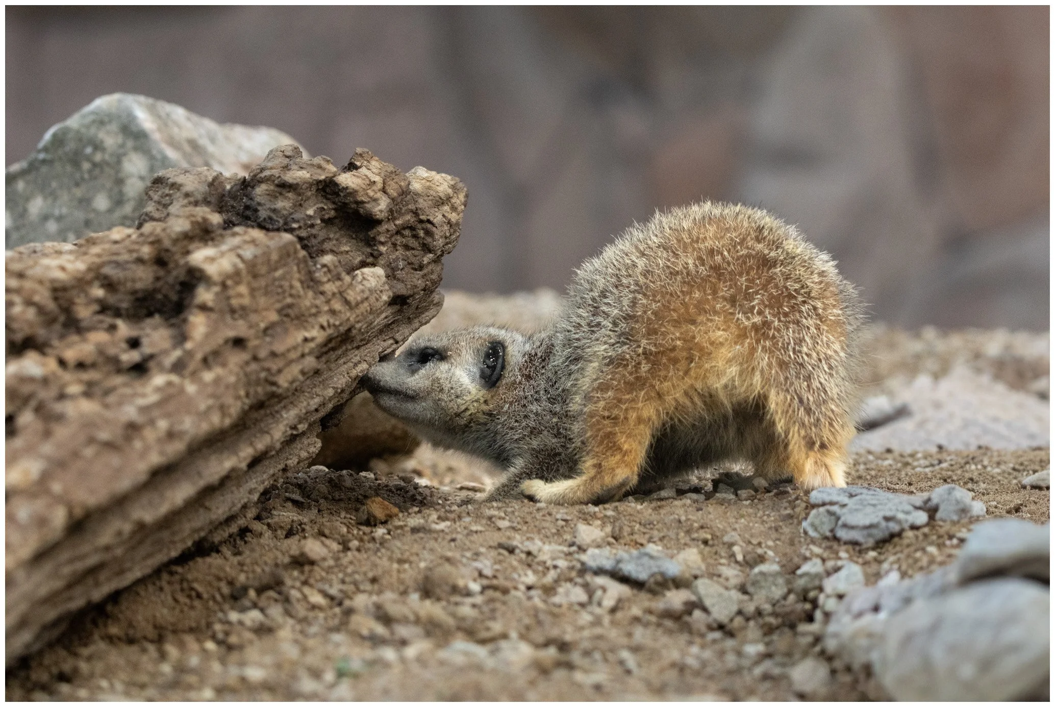 Photo of a small hyrax with fur hiding behind a rock in a desert environment.