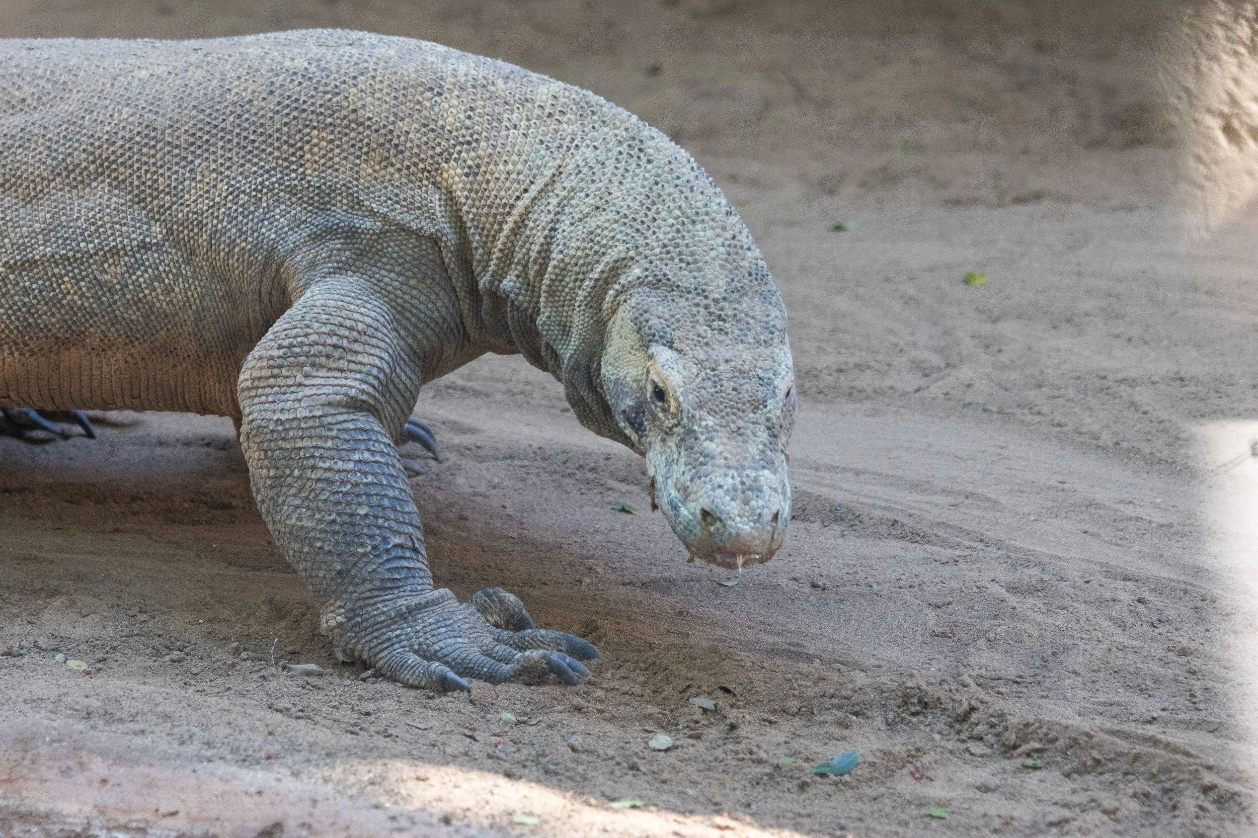 A Komodo dragon on sandy ground, with textured grayish skin and claws visible, looking down.