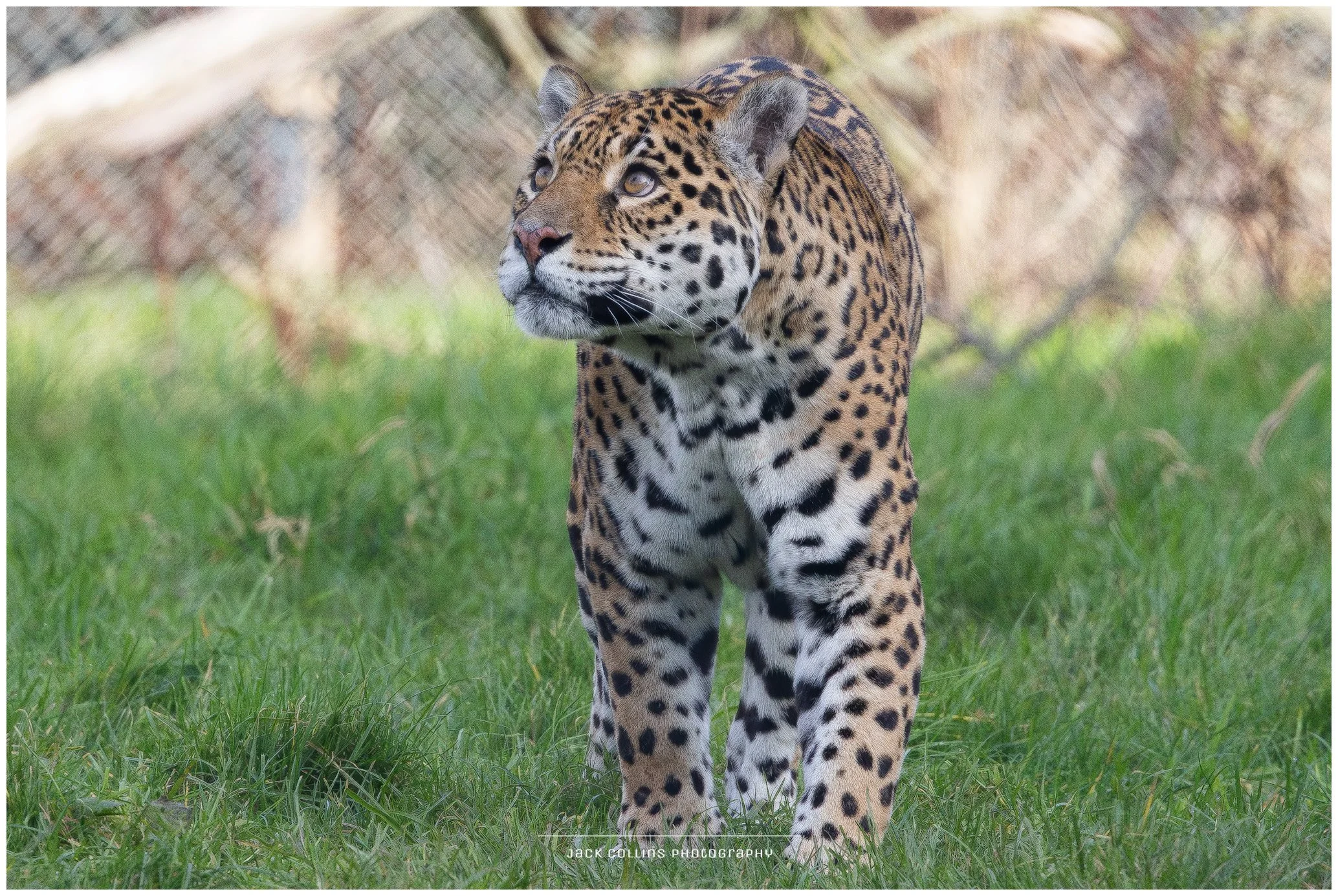 A jaguar walking on green grass in a zoo enclosure with a wire fence in the background.