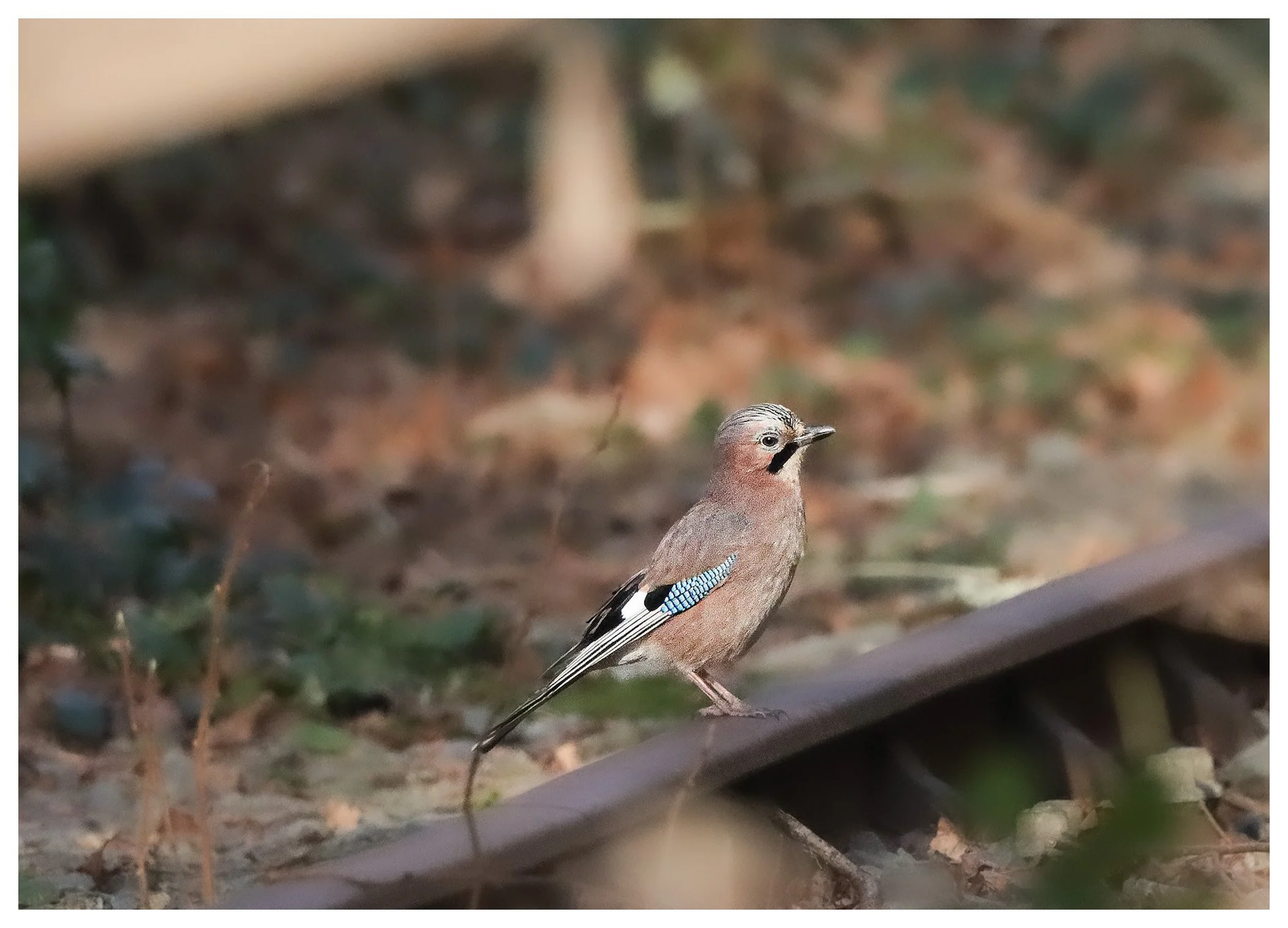 A small bird perched on a railroad track in a wooded area with brown and green foliage.