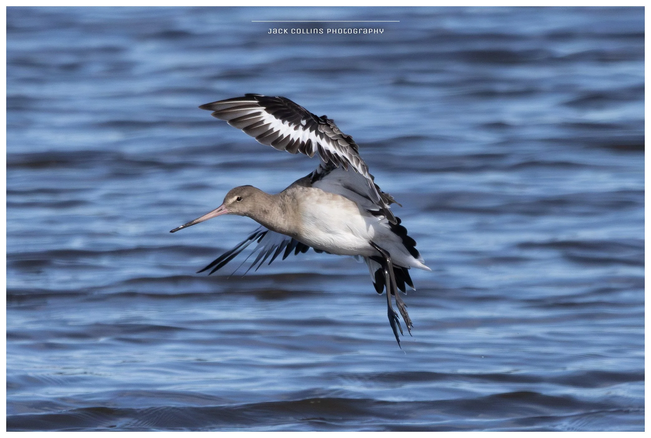 A shorebird flying over water with spread wings, capturing detail of feathers and motion.