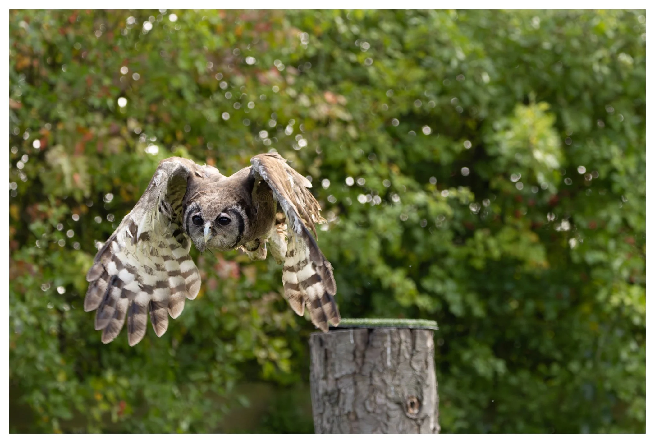 A close-up of an owl in flight above a tree stump, with a blurred green leafy background.