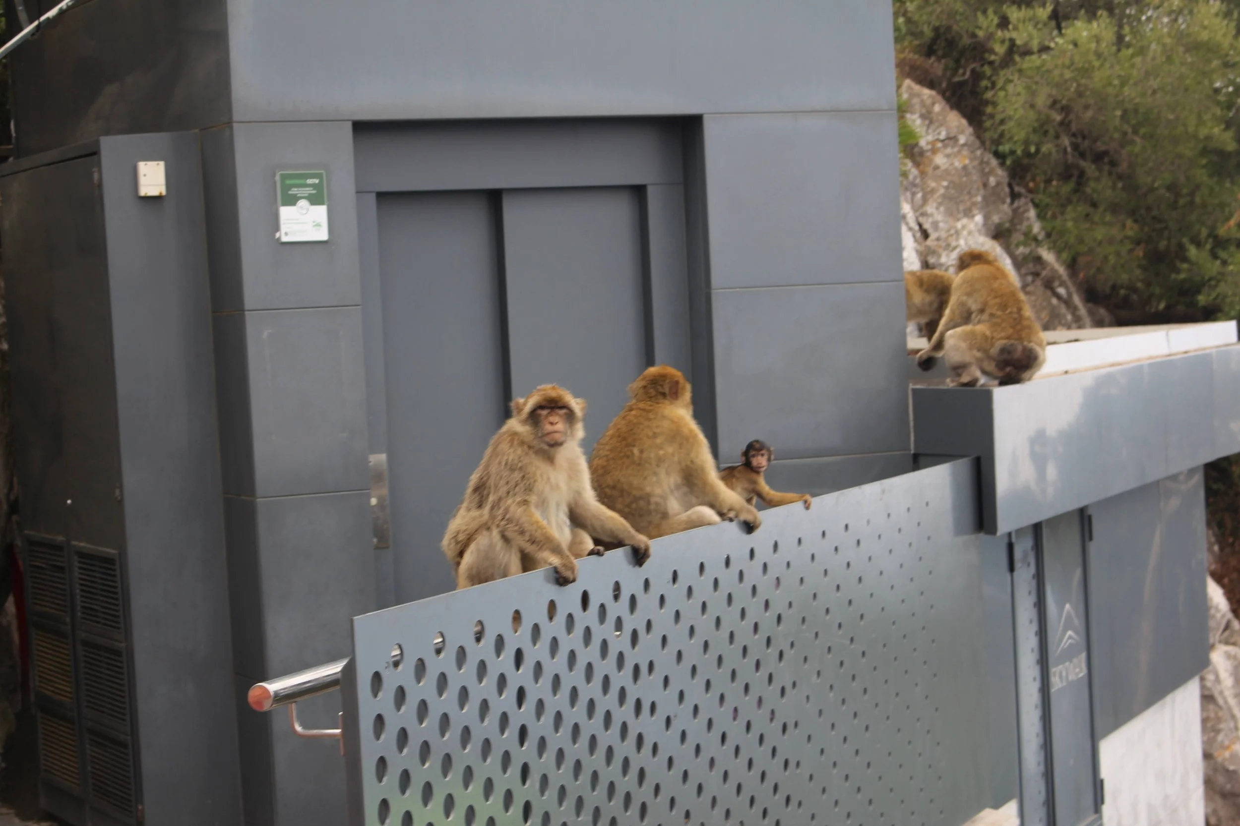 Four monkeys sitting and climbing on a metal structure outdoors with trees in the background.