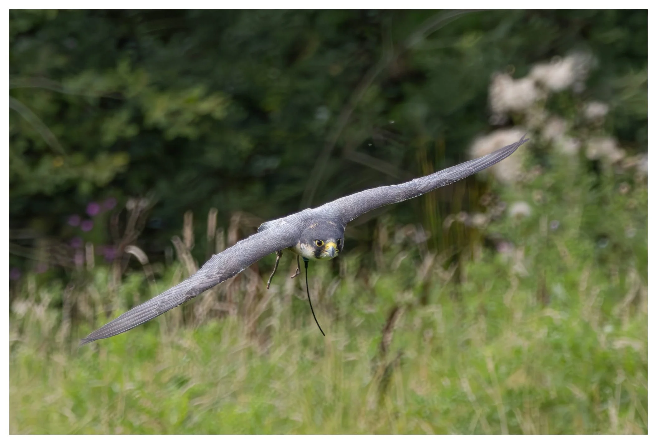 A bird of prey in flight over a grassy area with trees in the background.