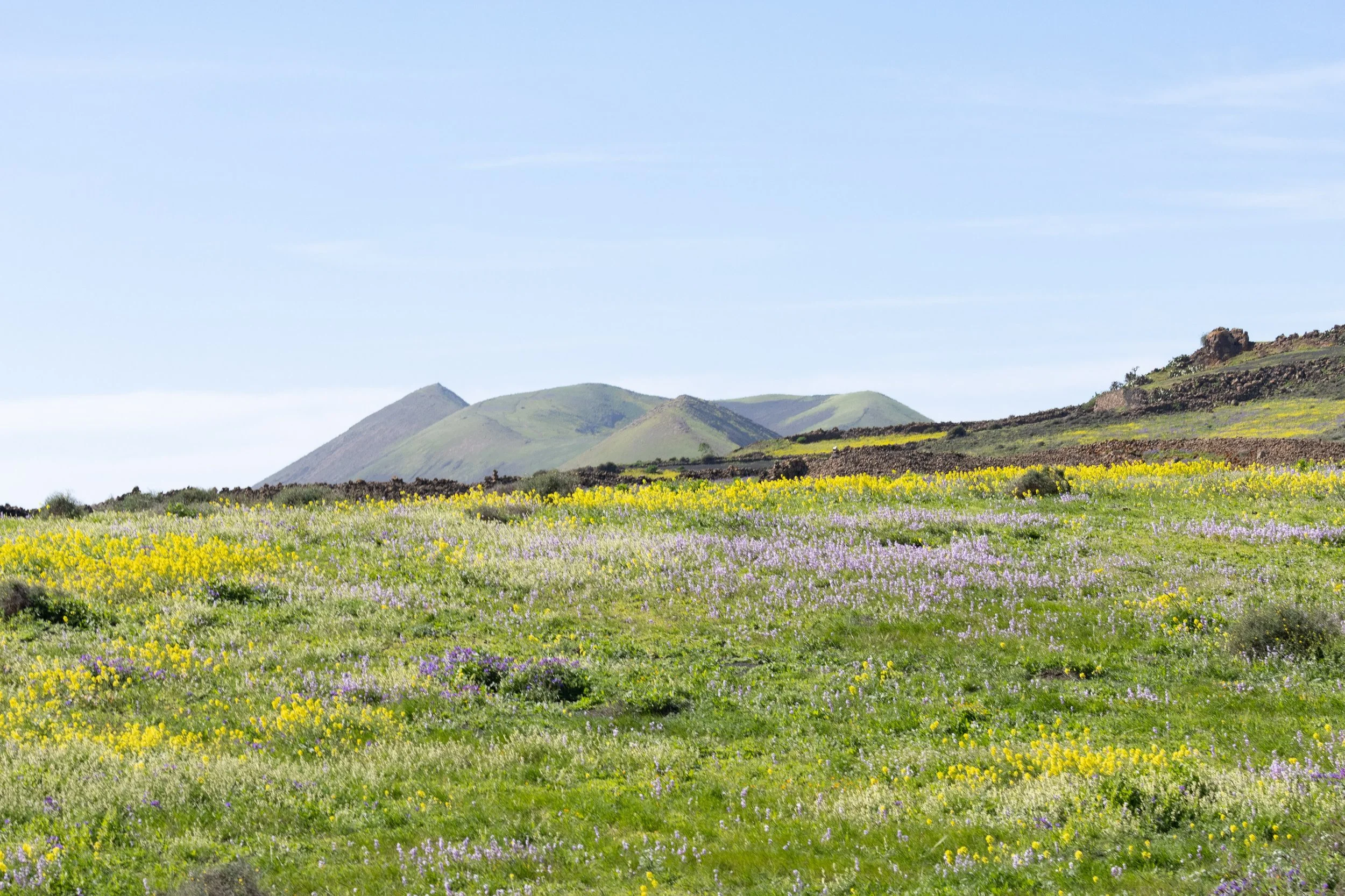 A landscape of rolling hills covered in green grass and wildflowers, with mountains in the background under a clear blue sky.